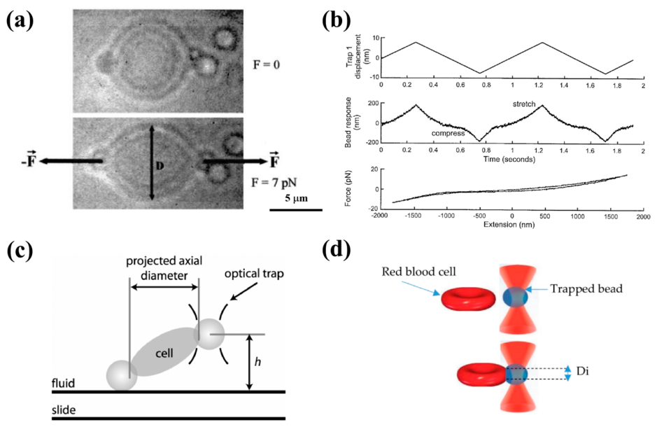 Preprints 216994 g005