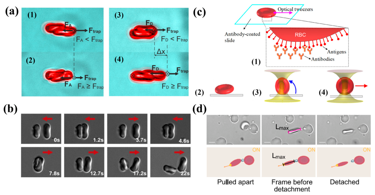 Preprints 216994 g006