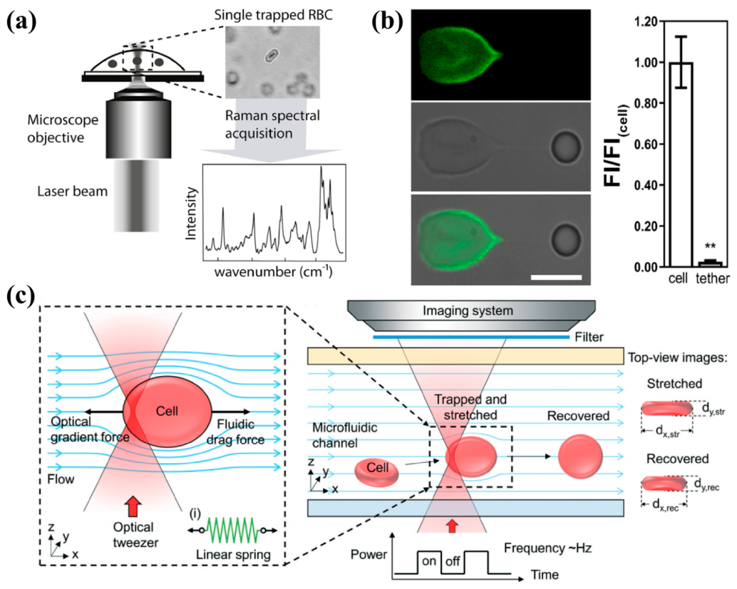 Preprints 216994 g010