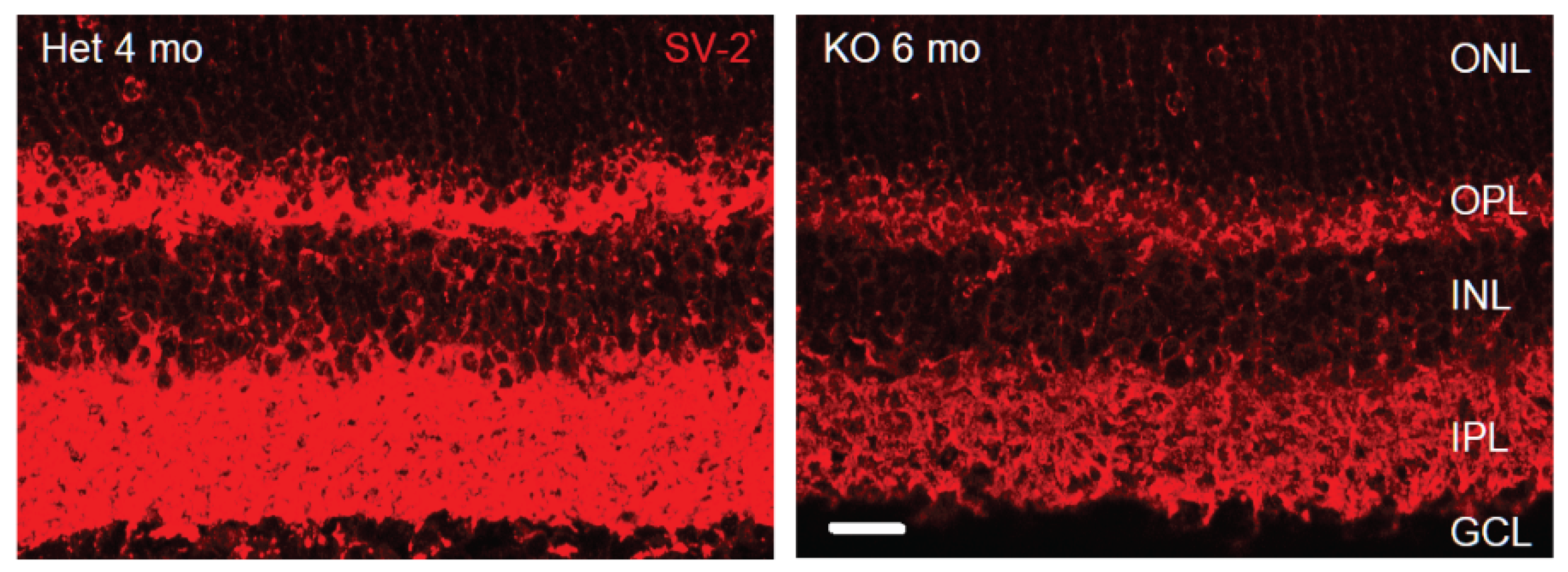 Preprints 171692 g001