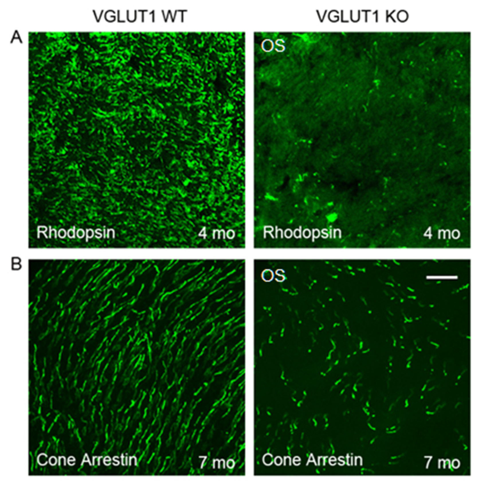 Preprints 171692 g002