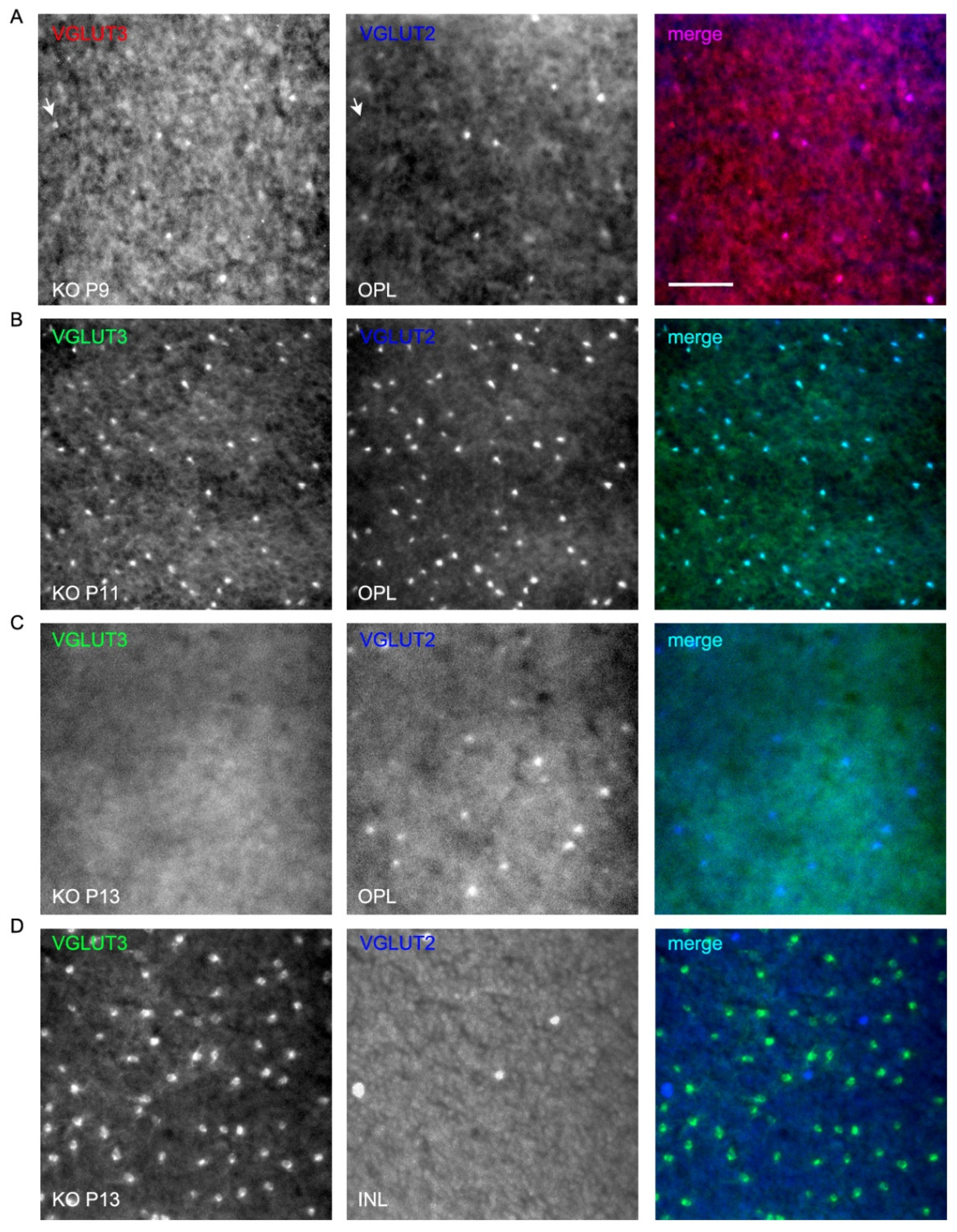 Preprints 171692 g010