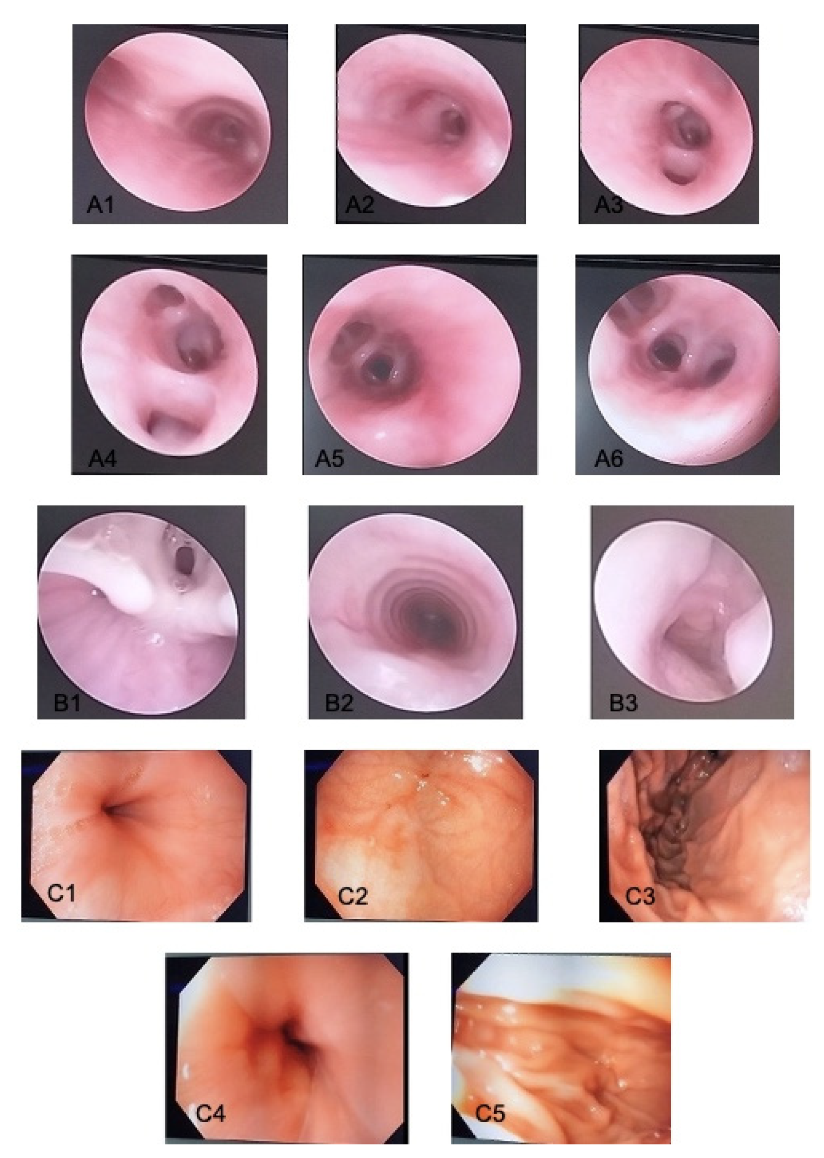Preprints 138174 g006