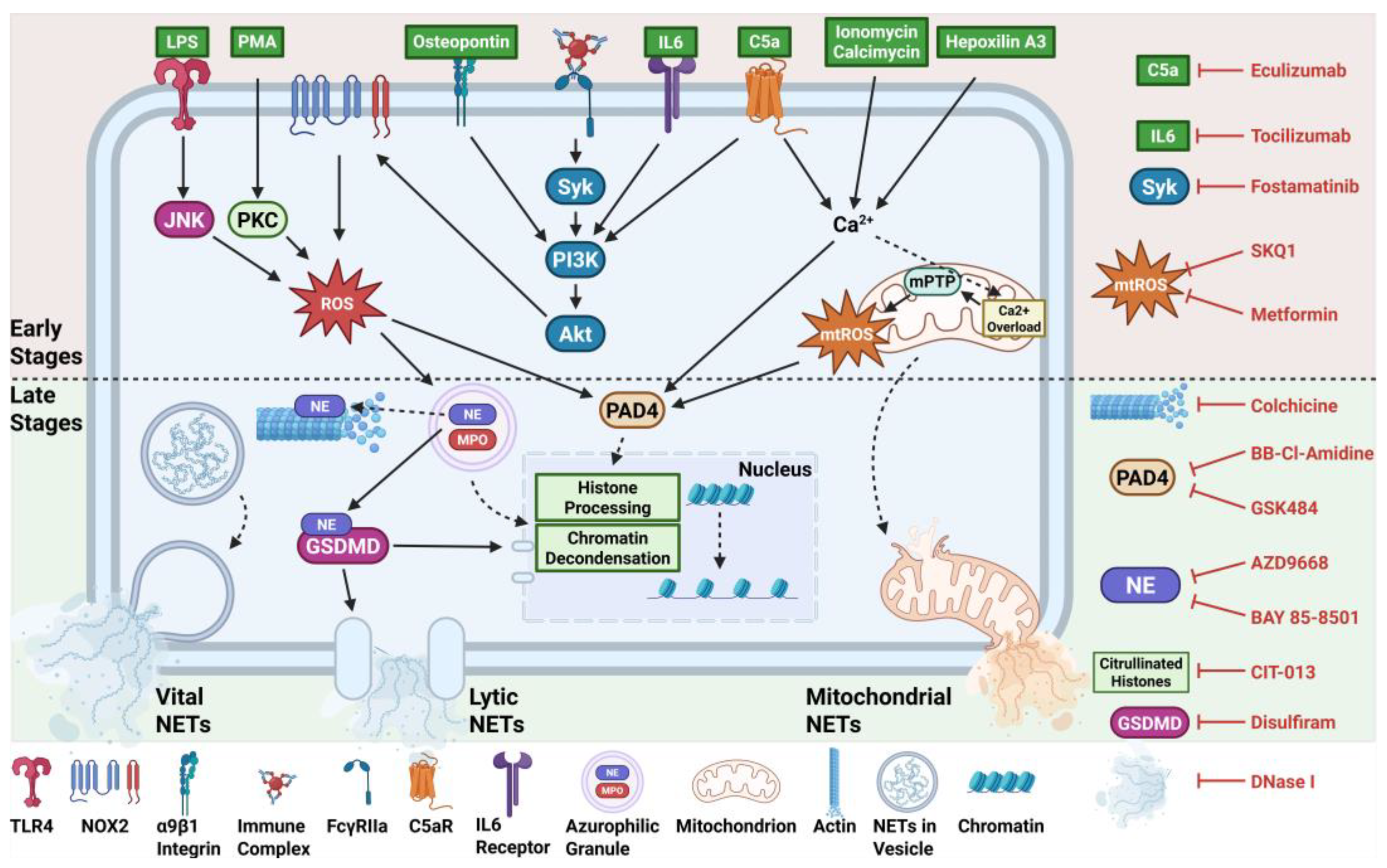 Preprints 155168 g001