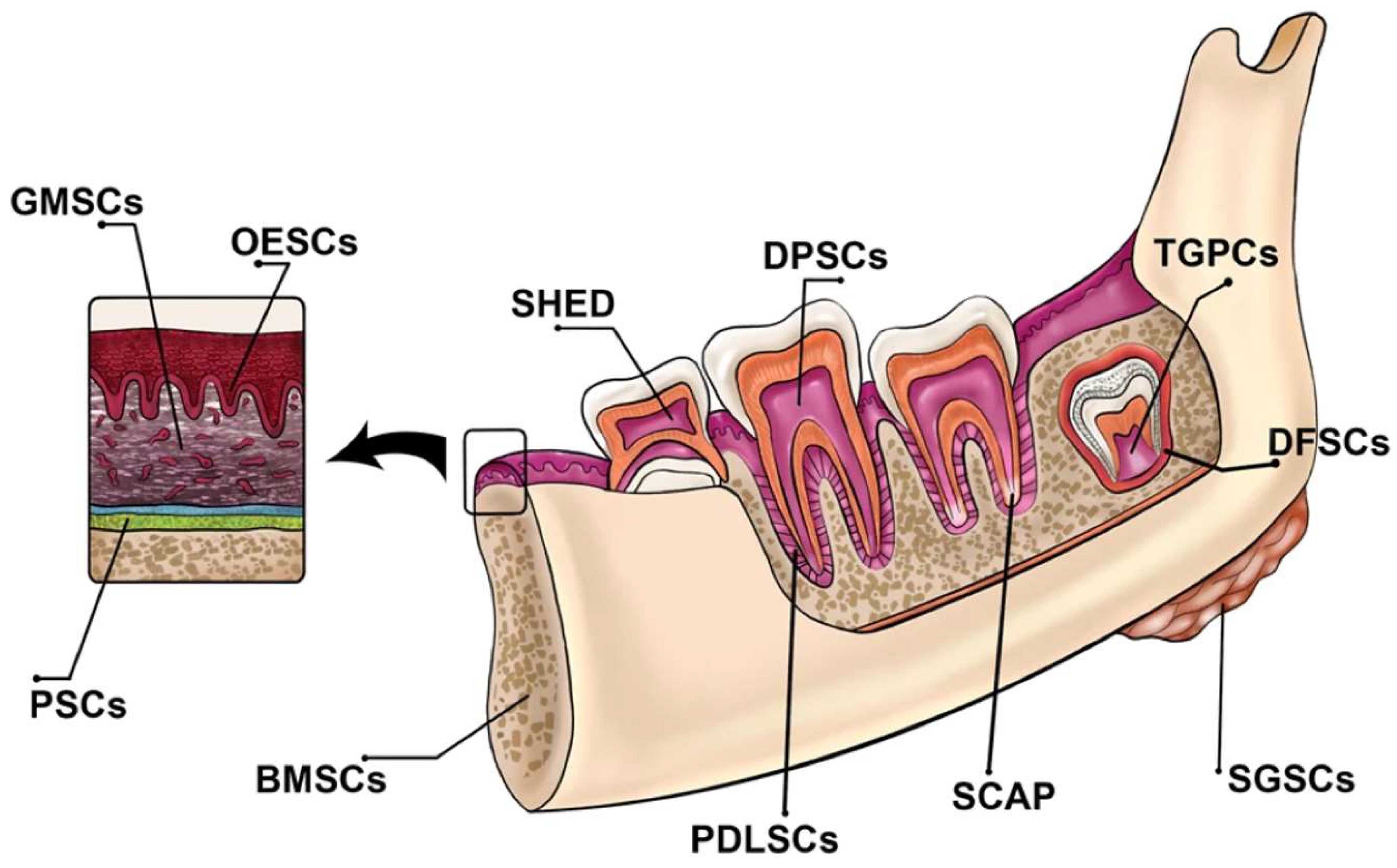 Preprints 146022 g002