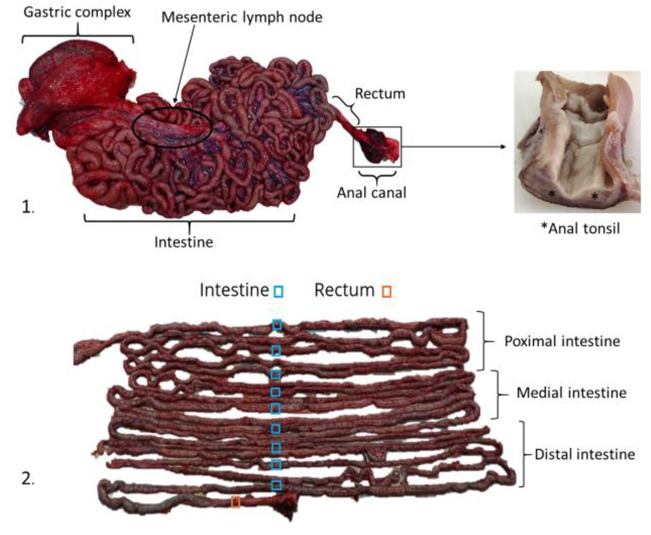 Preprints 181218 g001