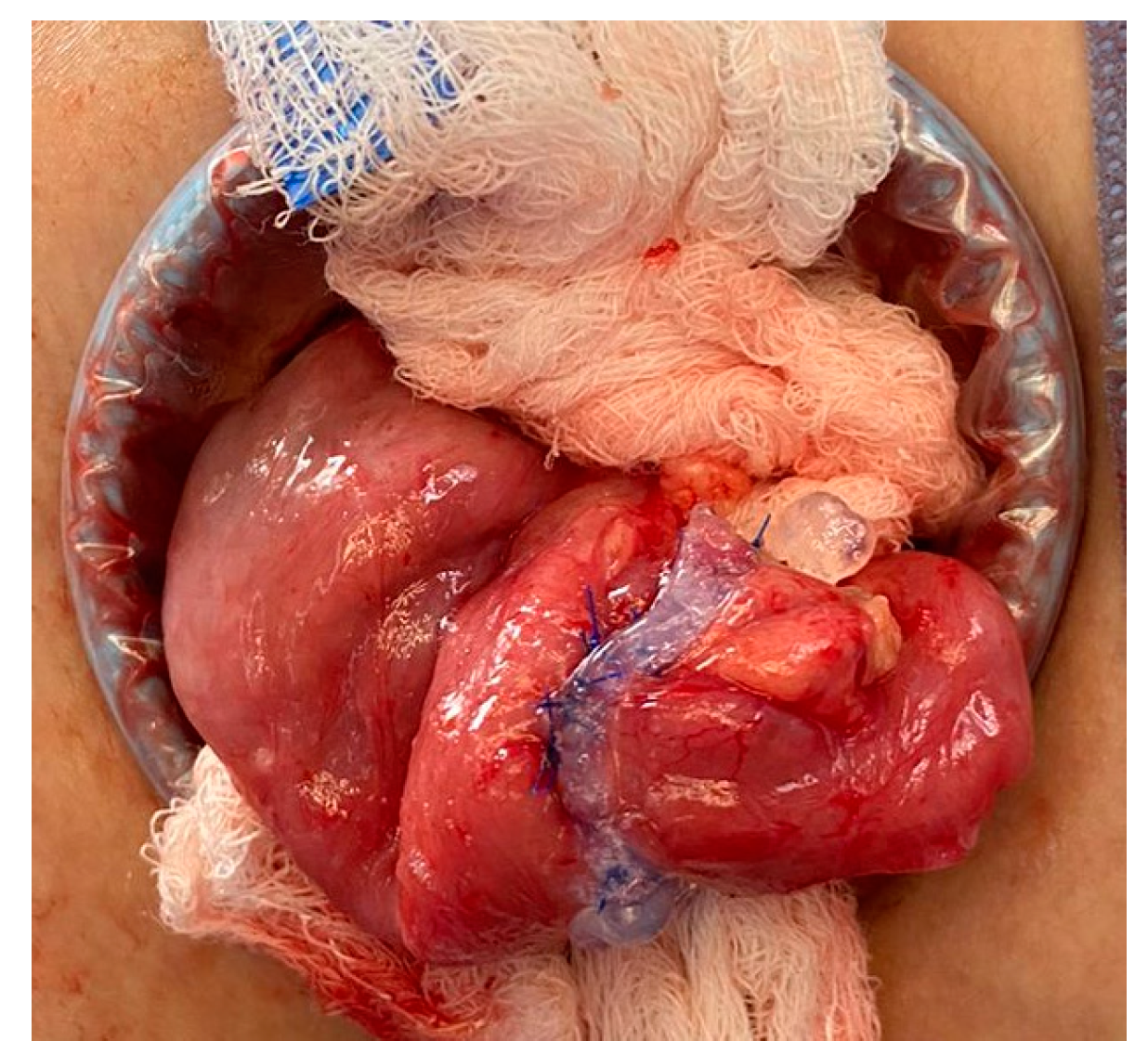 Preprints 148637 g001