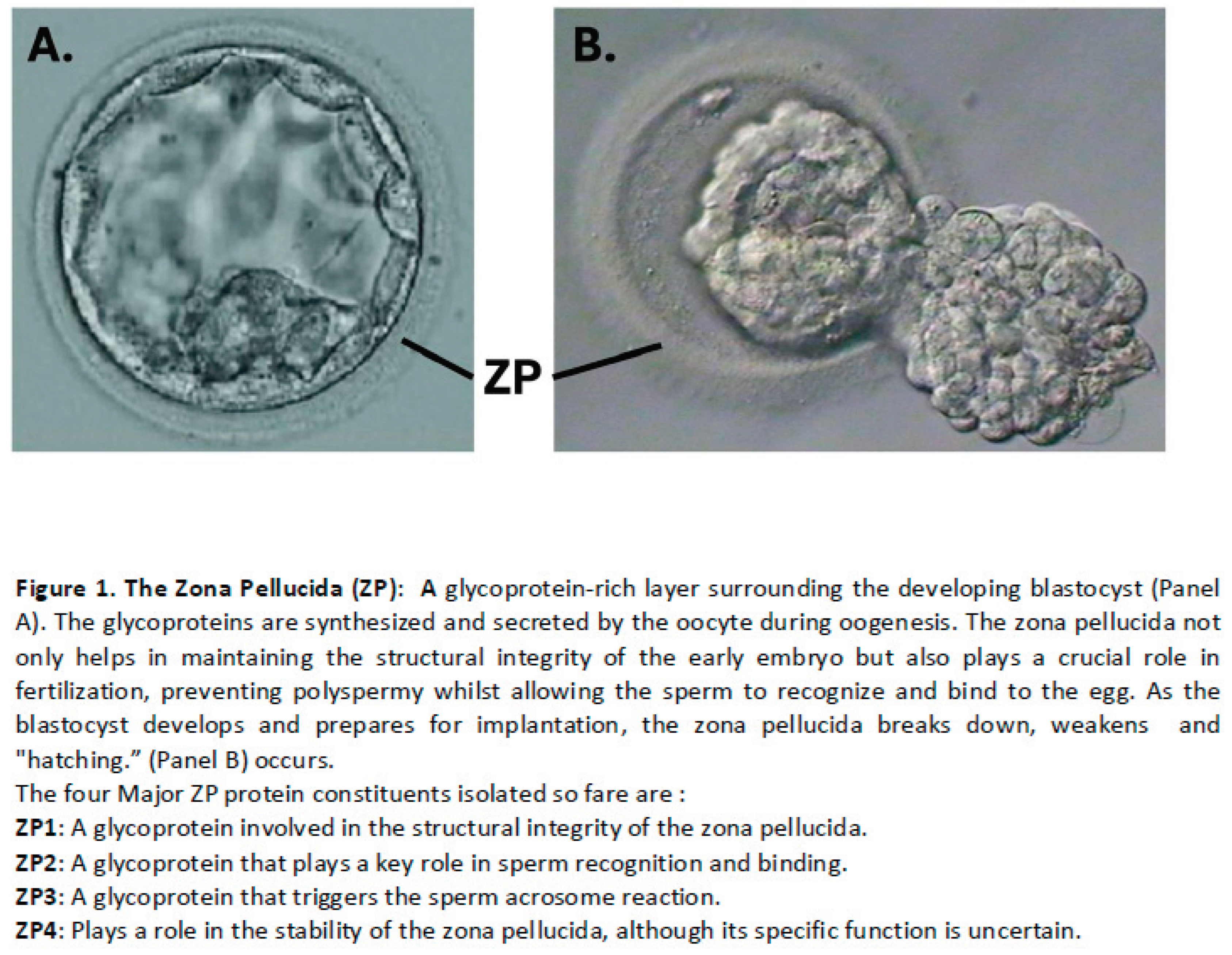 Preprints 172678 g001