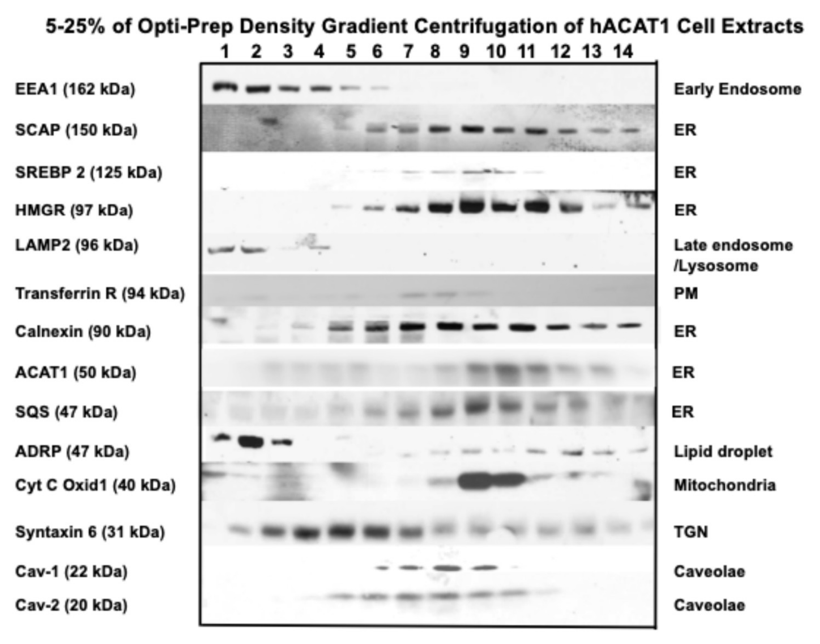 Preprints 214749 g002 Preprints 214749 g002