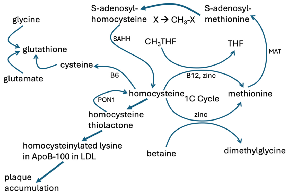 Is Atherosclerosis Induced by Defective Methylation Pathways? A Role for Lipid Peroxidation in Protecting Mitochondria from Deuterium Overload[v2]