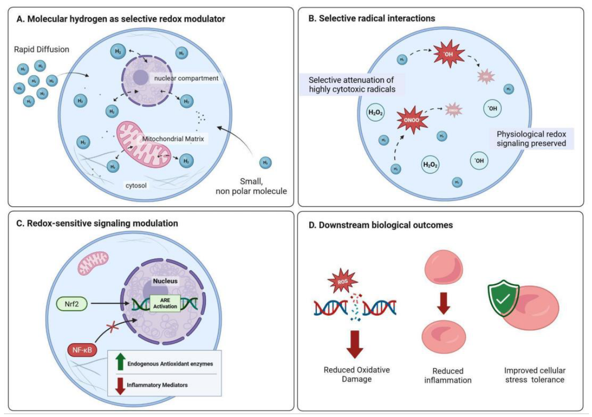 Preprints 219194 g001 Preprints 219194 g001