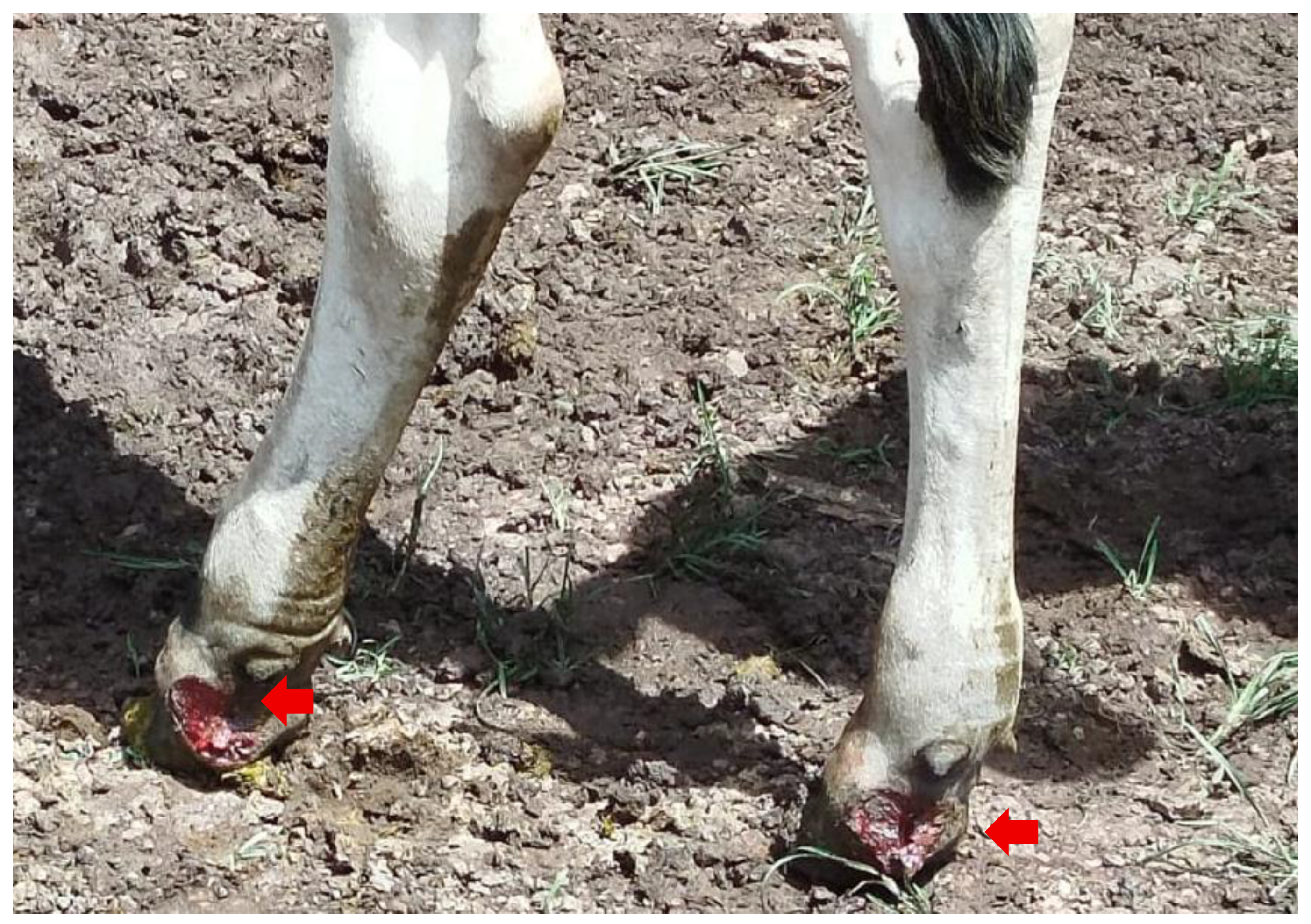 Preprints 199237 g003