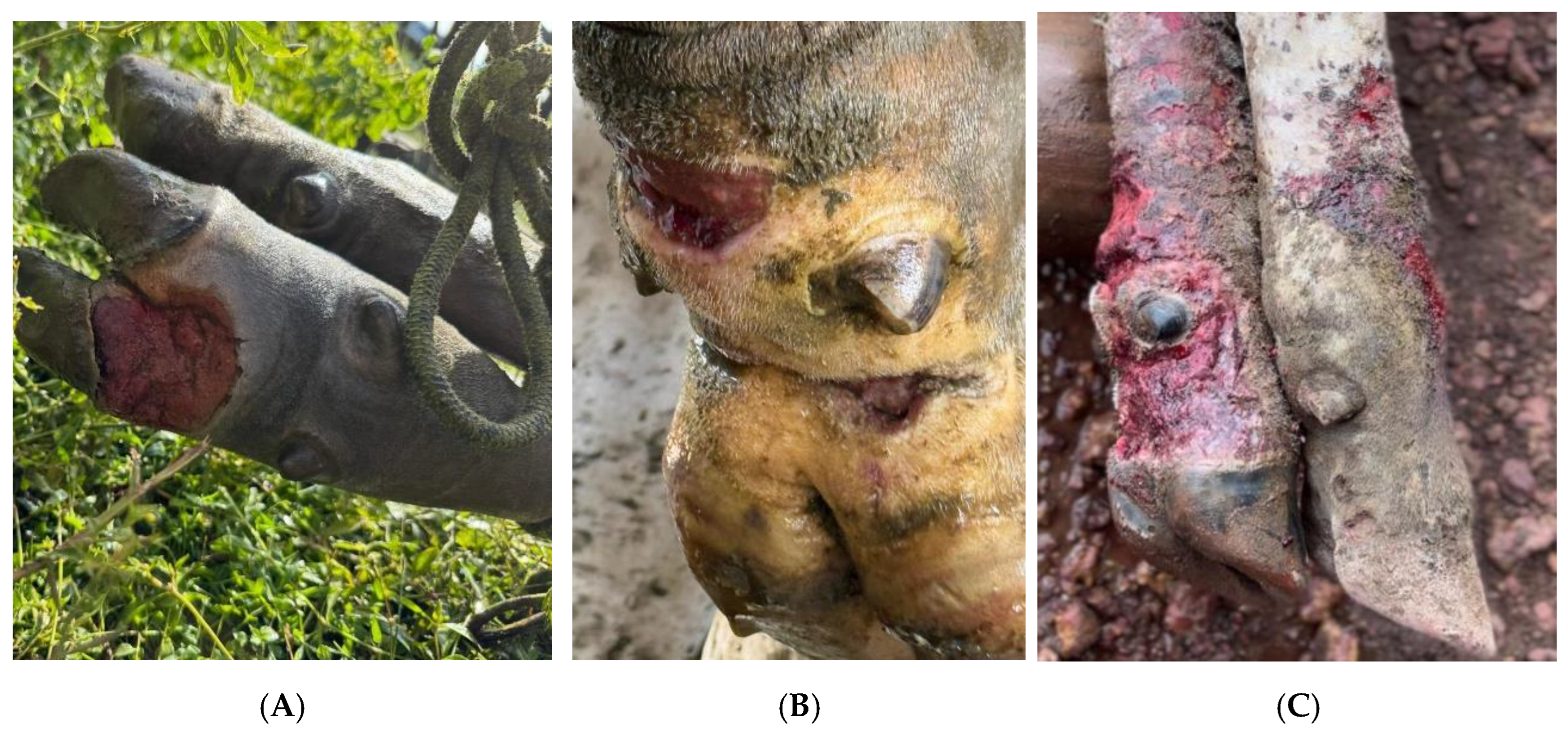 Preprints 199237 g004