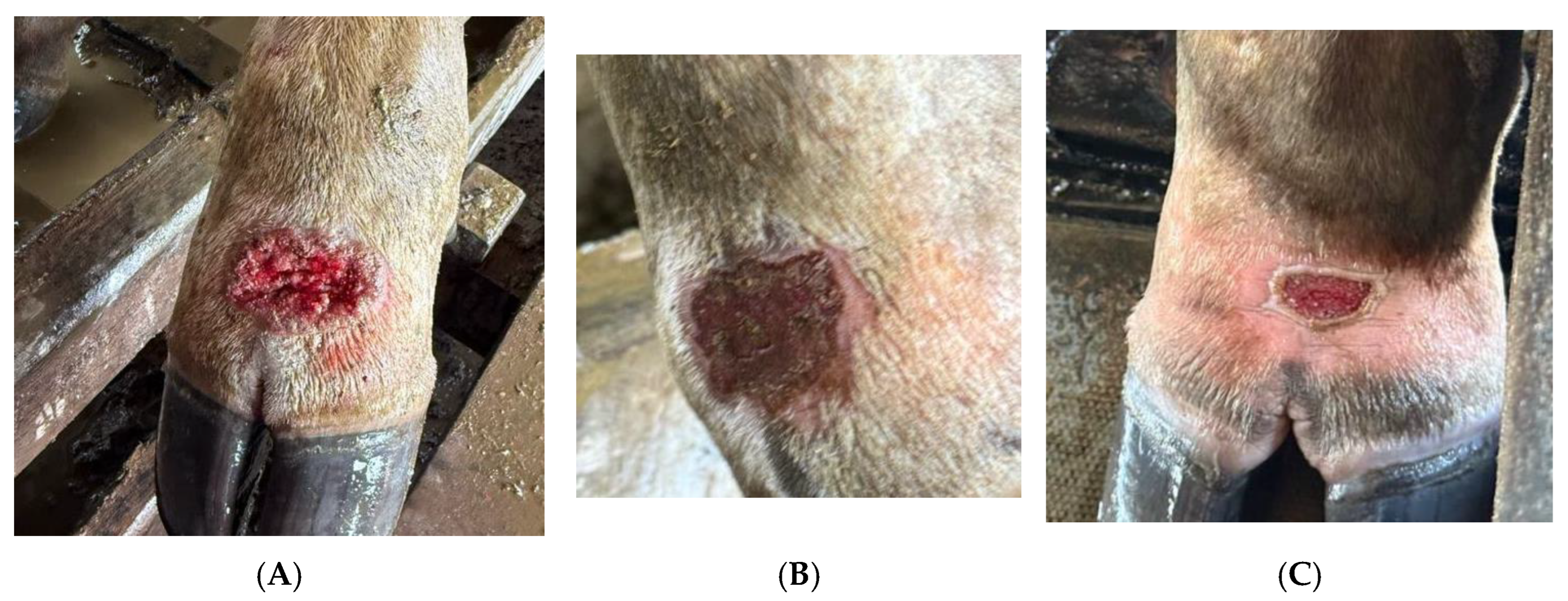 Preprints 199237 g005