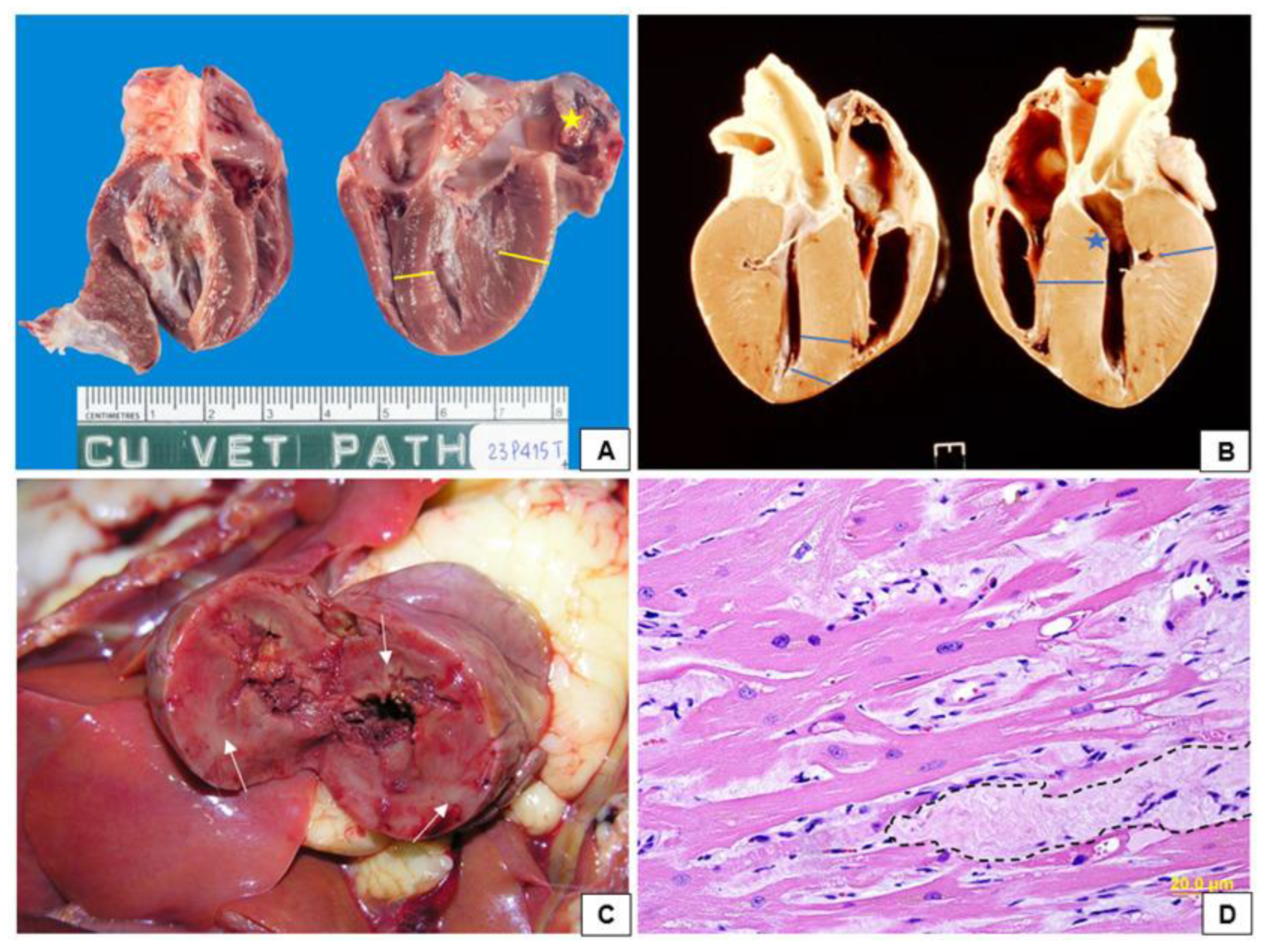 Preprints 148692 g002