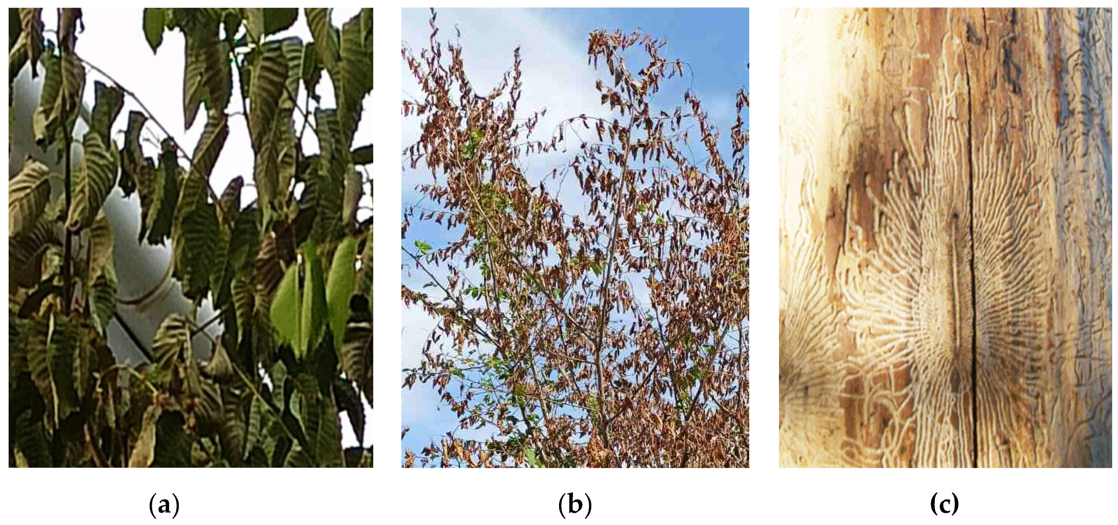 Preprints 138144 g004