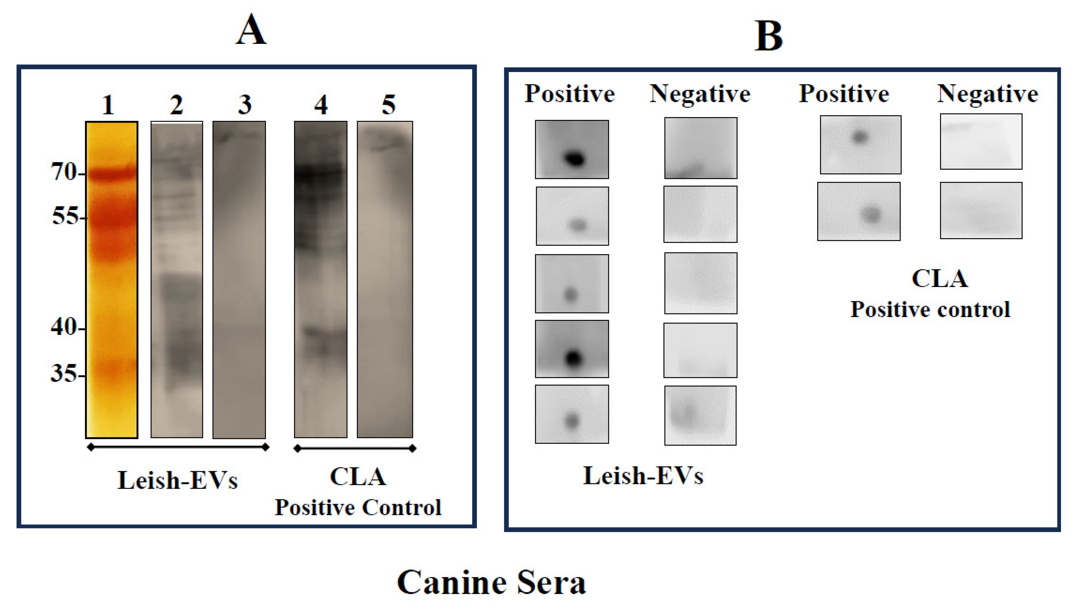 Preprints 92083 g005
