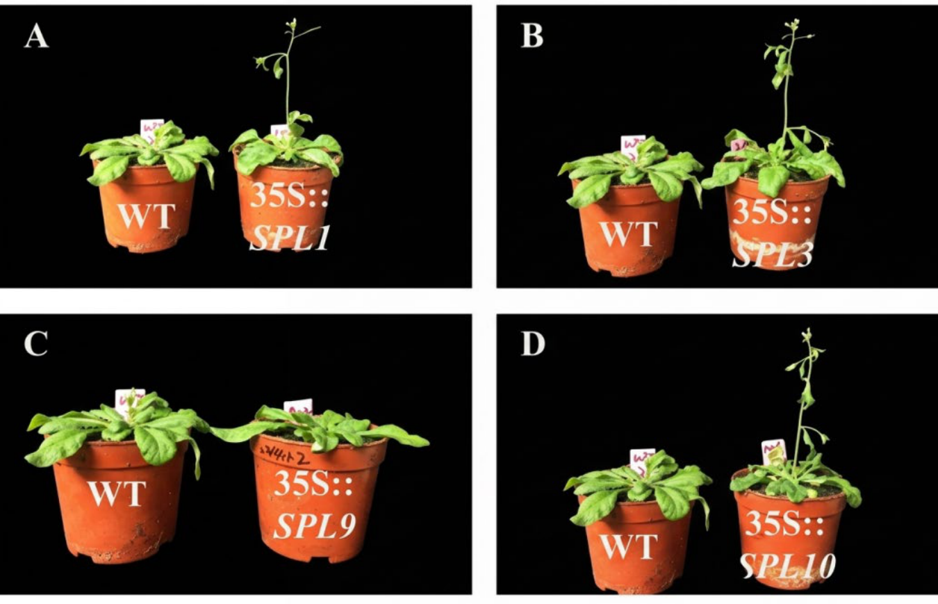 Preprints 228198 g008
