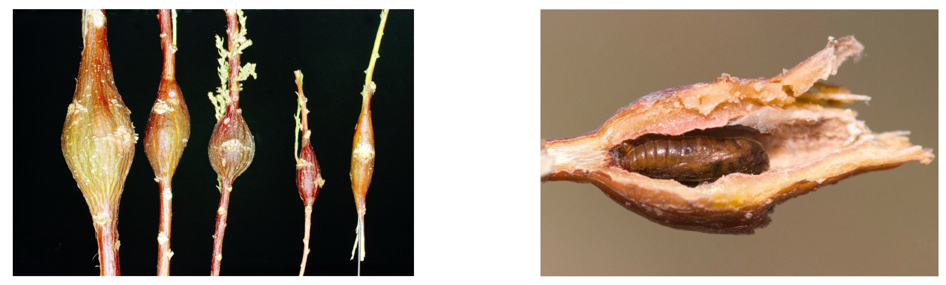 Preprints 190730 g003