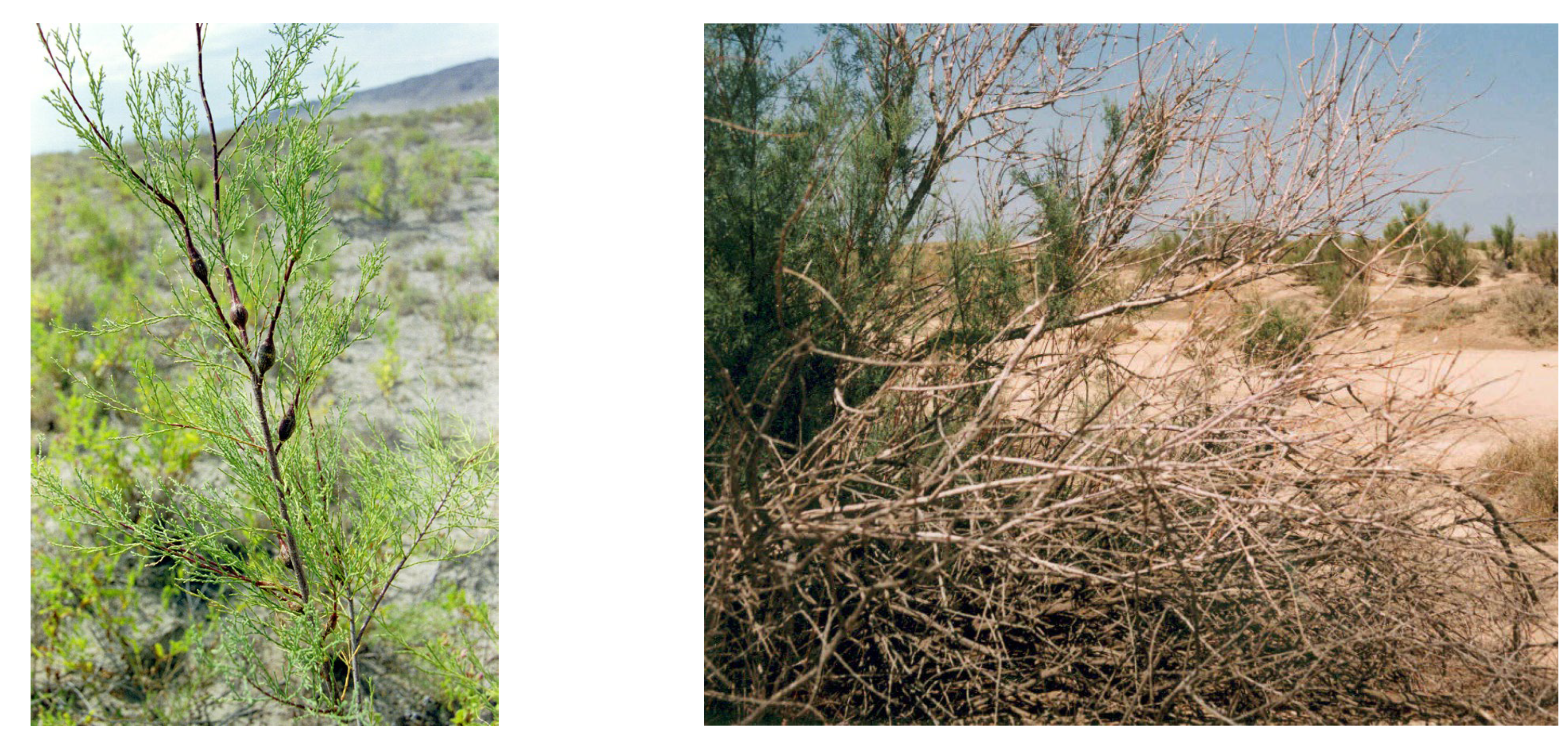 Preprints 190730 g006