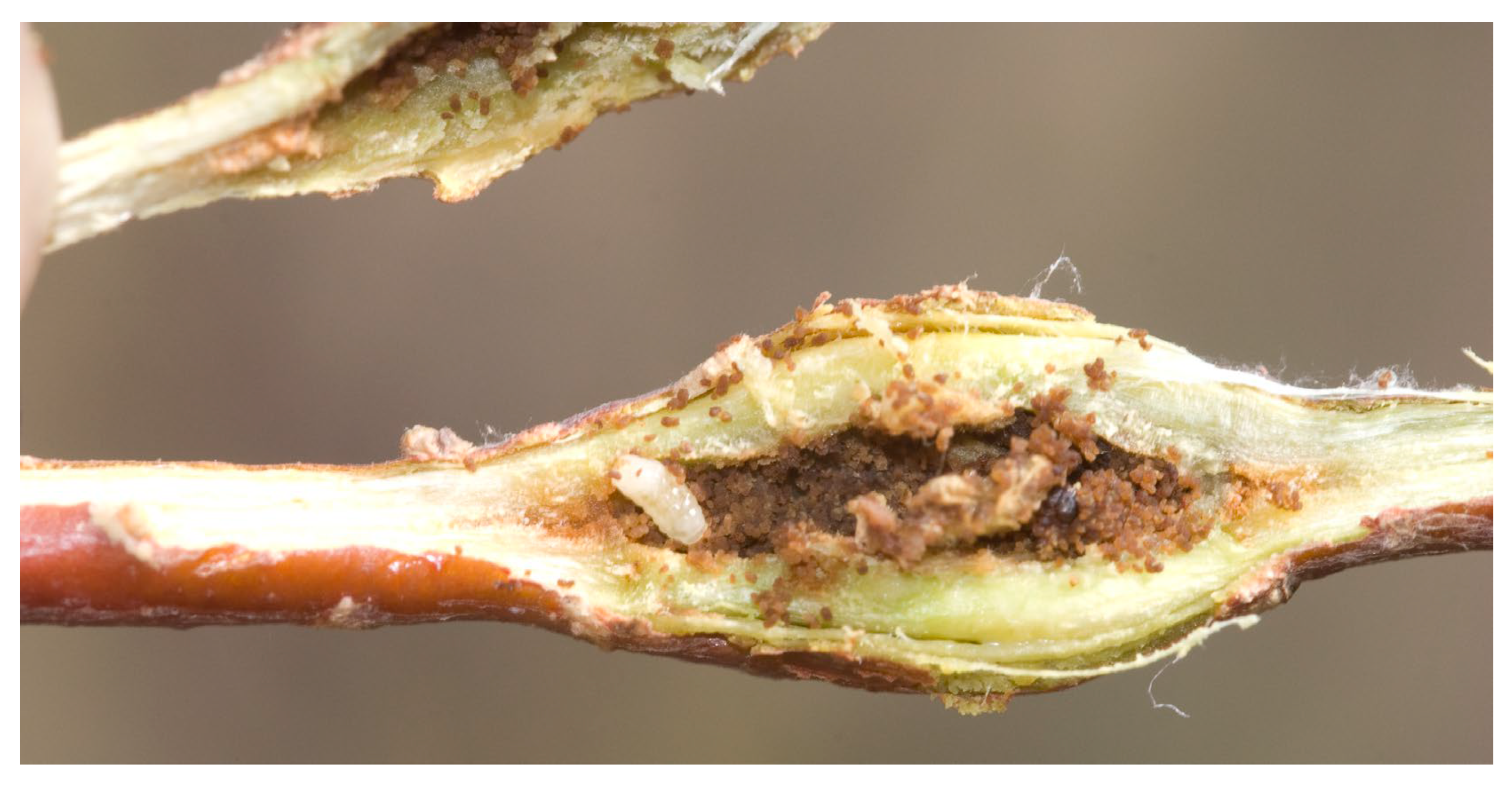 Preprints 190730 g008