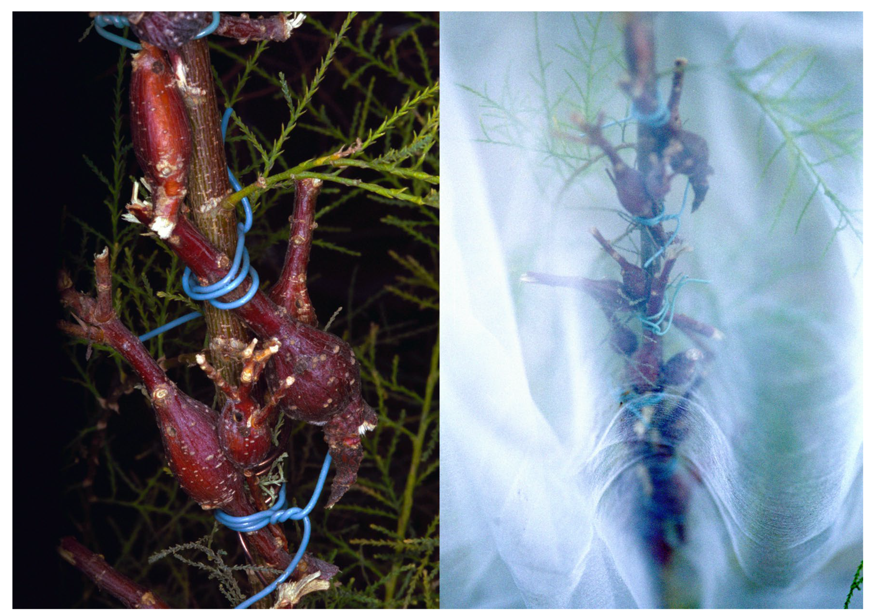 Preprints 190730 g010