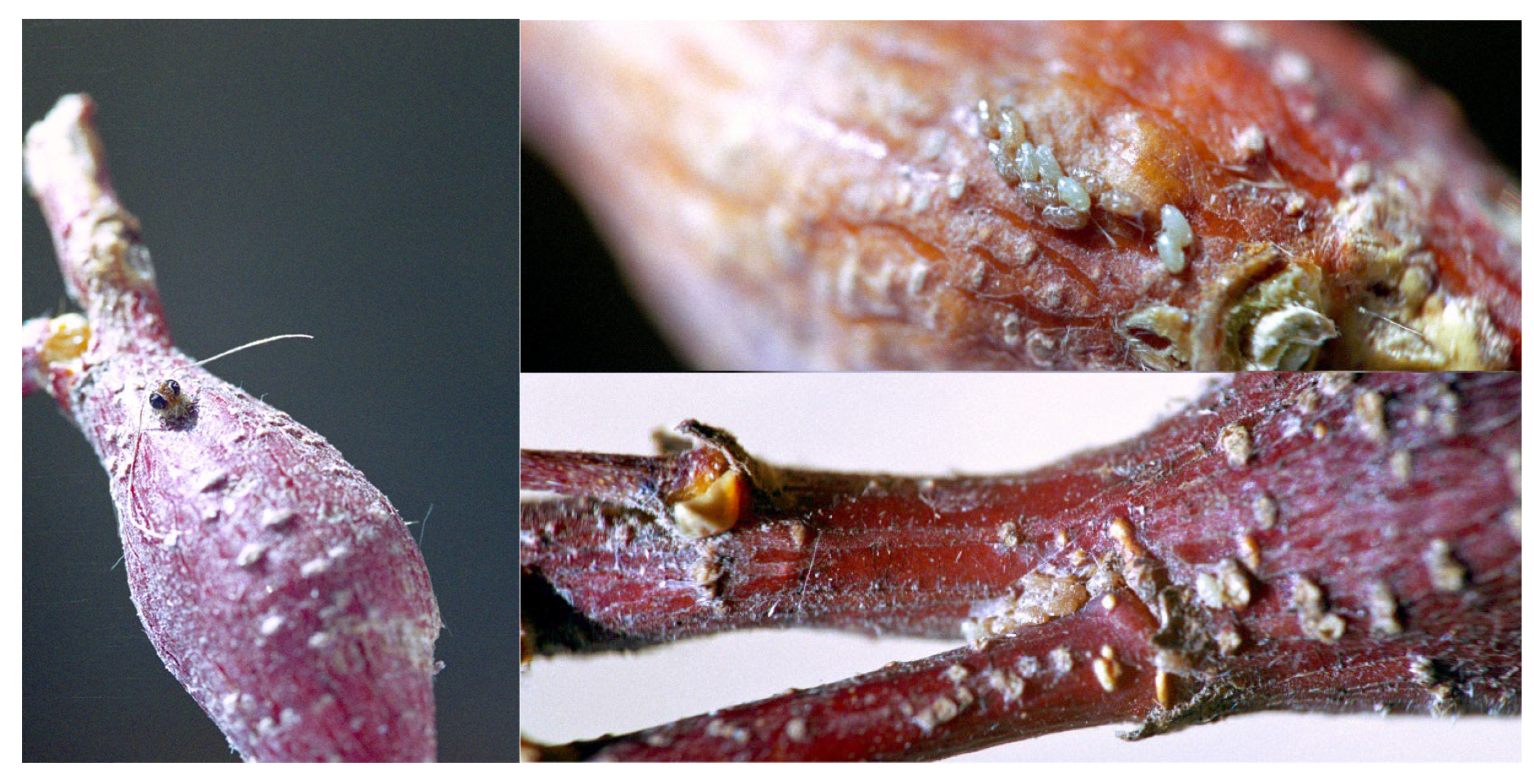 Preprints 190730 g011