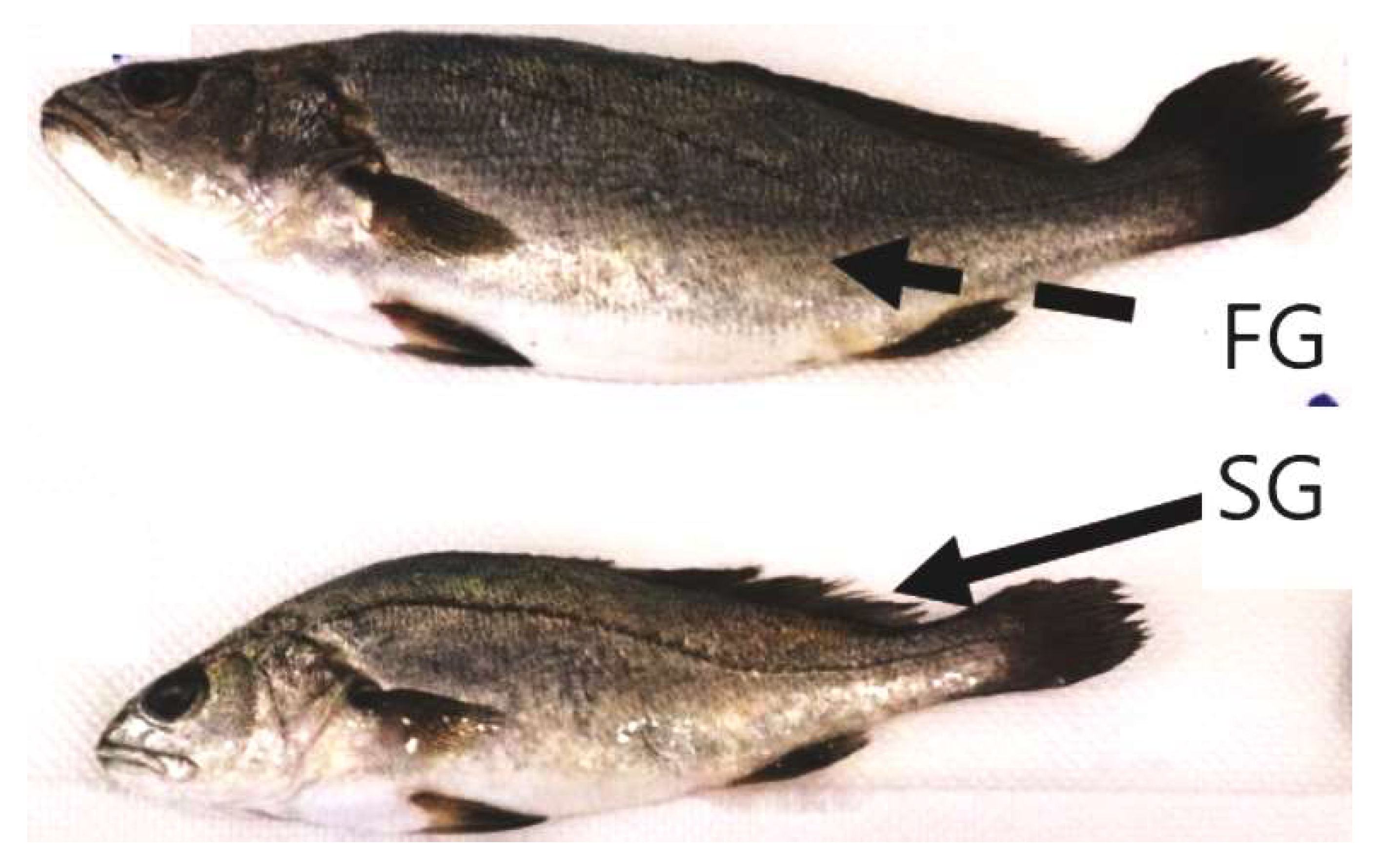 Preprints 146250 g001