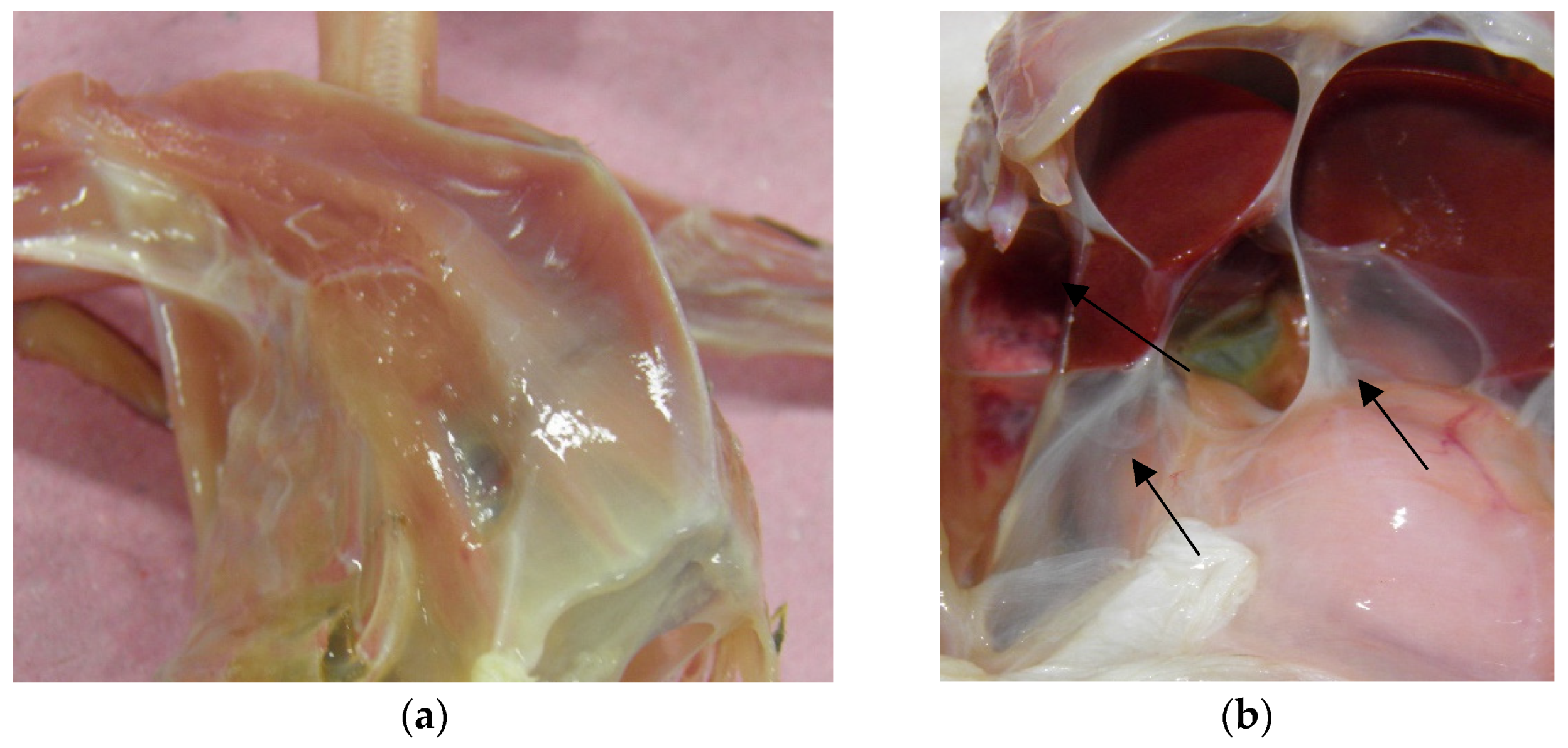 Preprints 74347 g002
