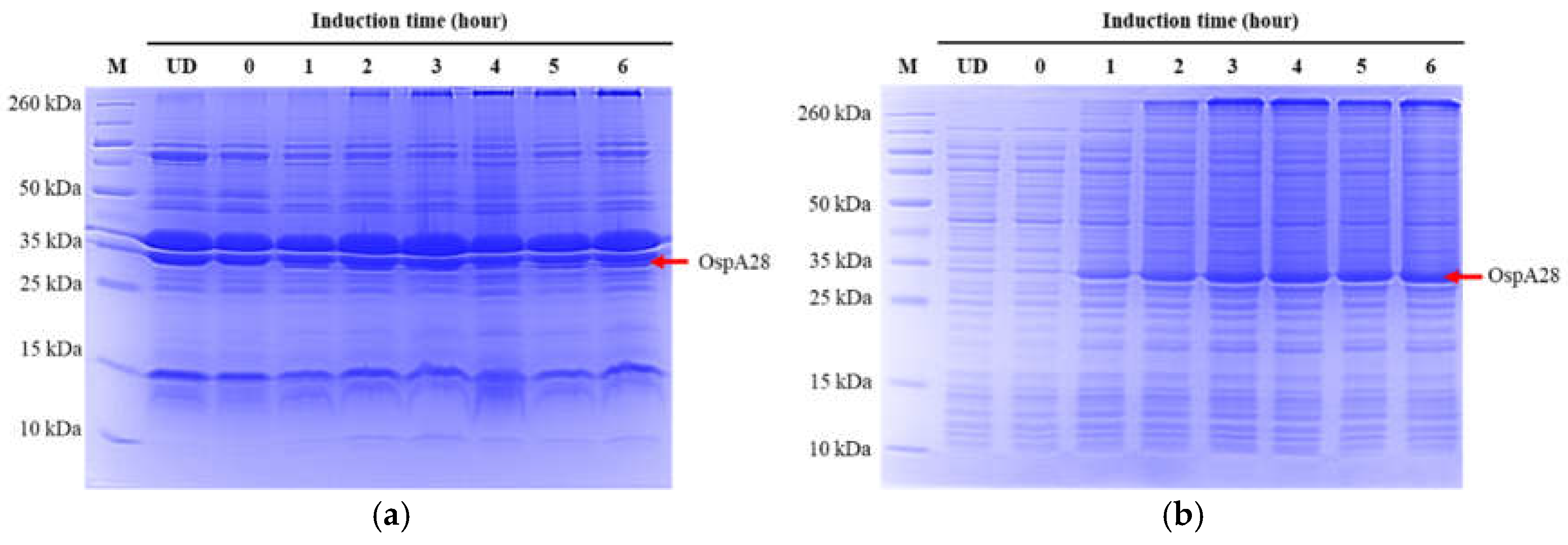 Preprints 141165 g003a