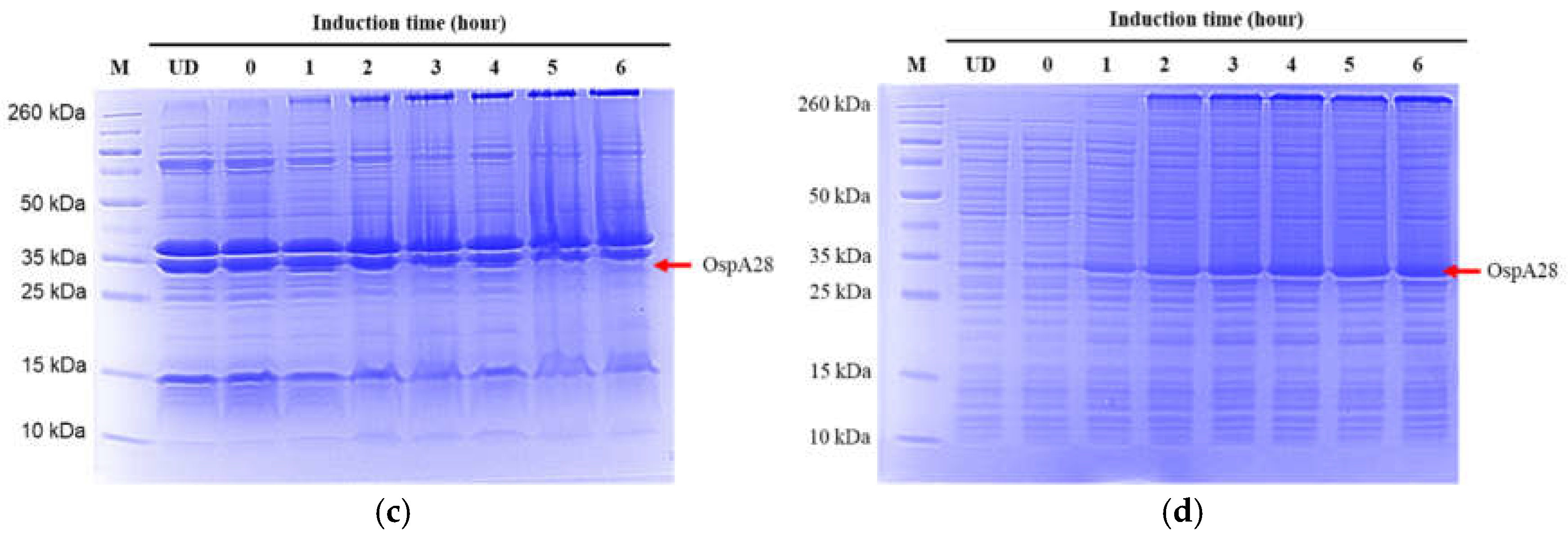 Preprints 141165 g003b