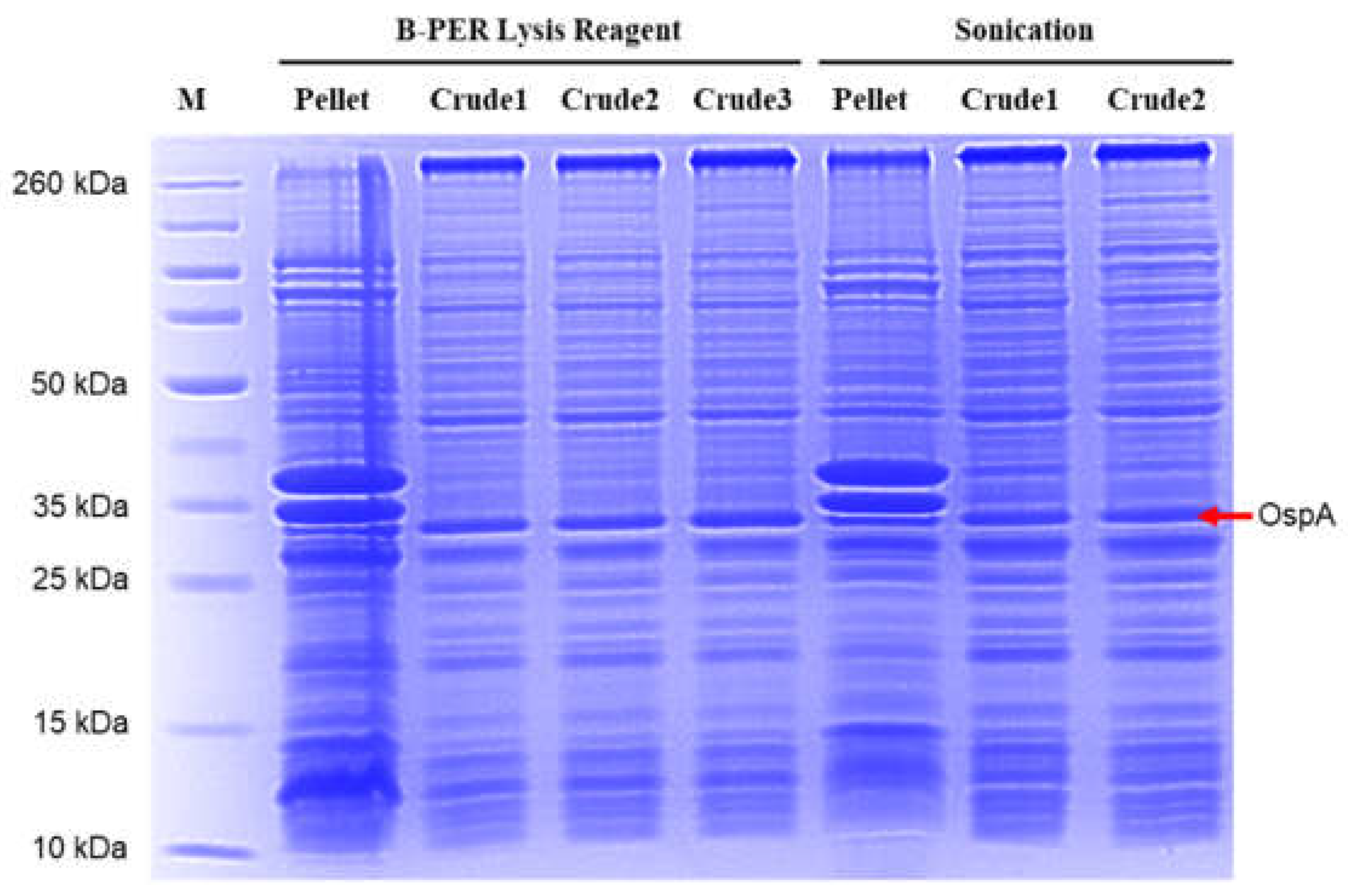 Preprints 141165 g006