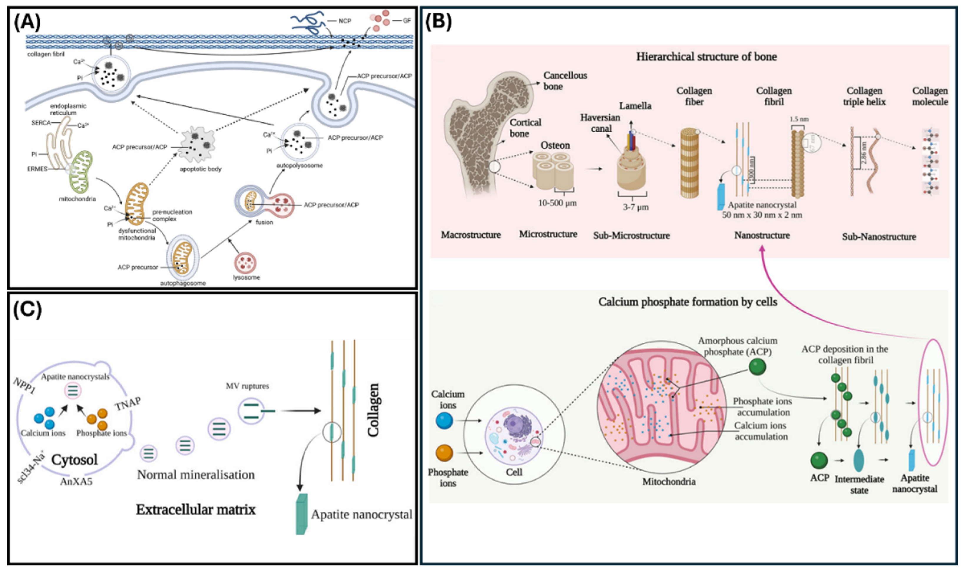 Preprints 160212 g002