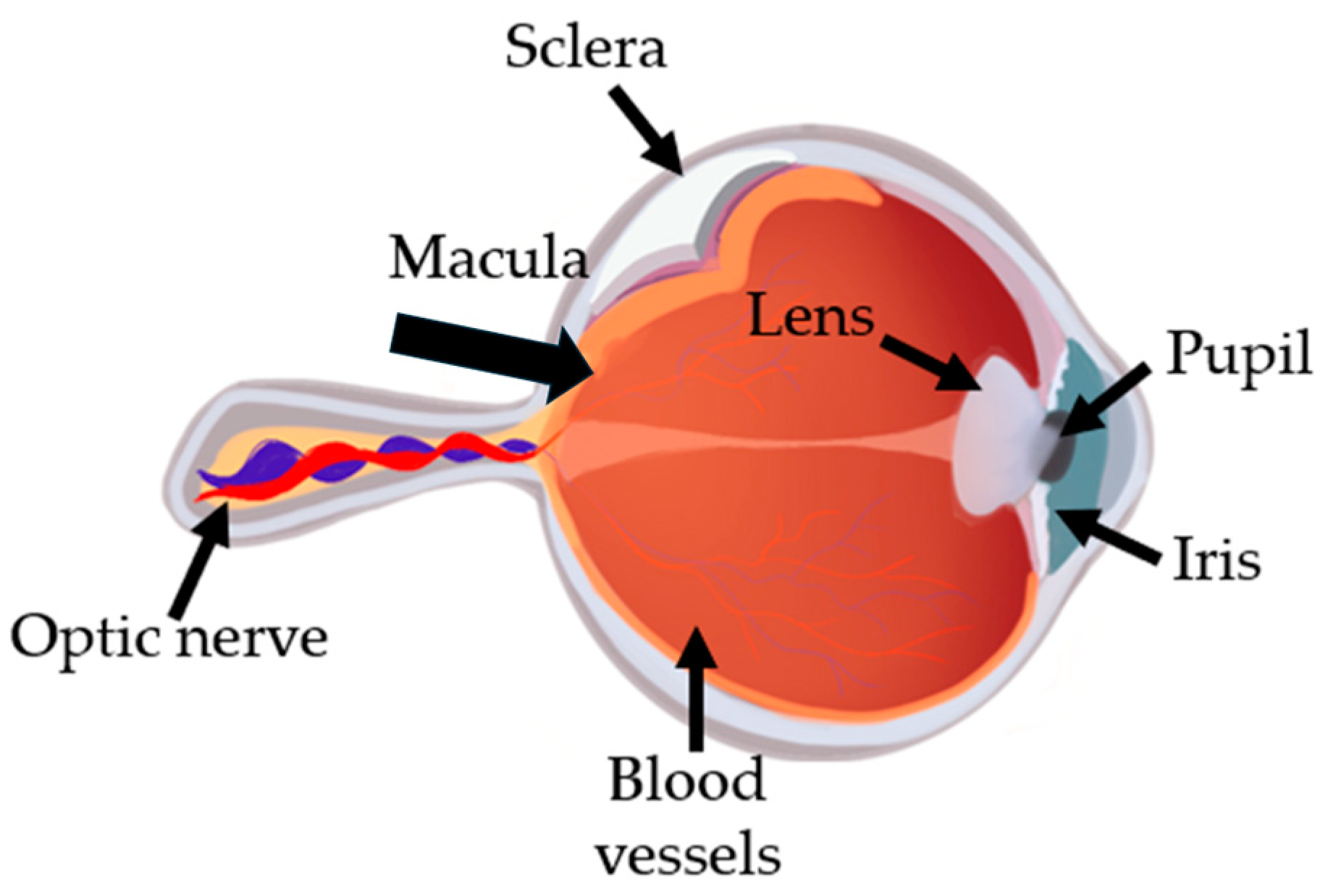 Preprints 149138 g001