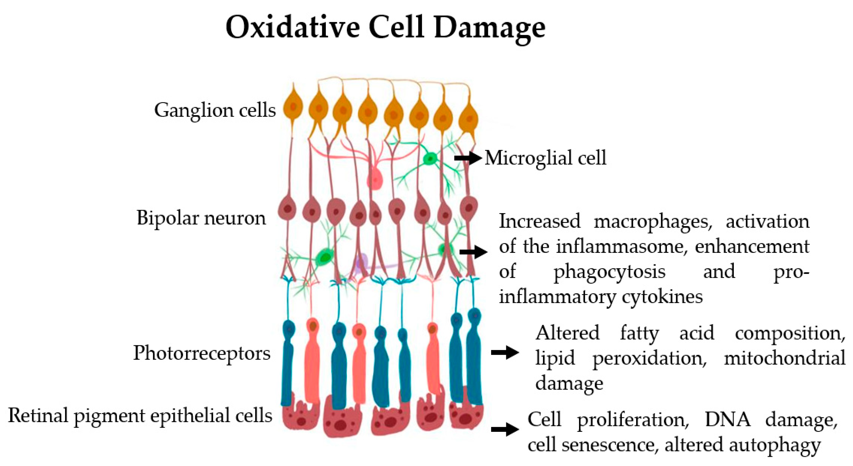 Preprints 149138 g003