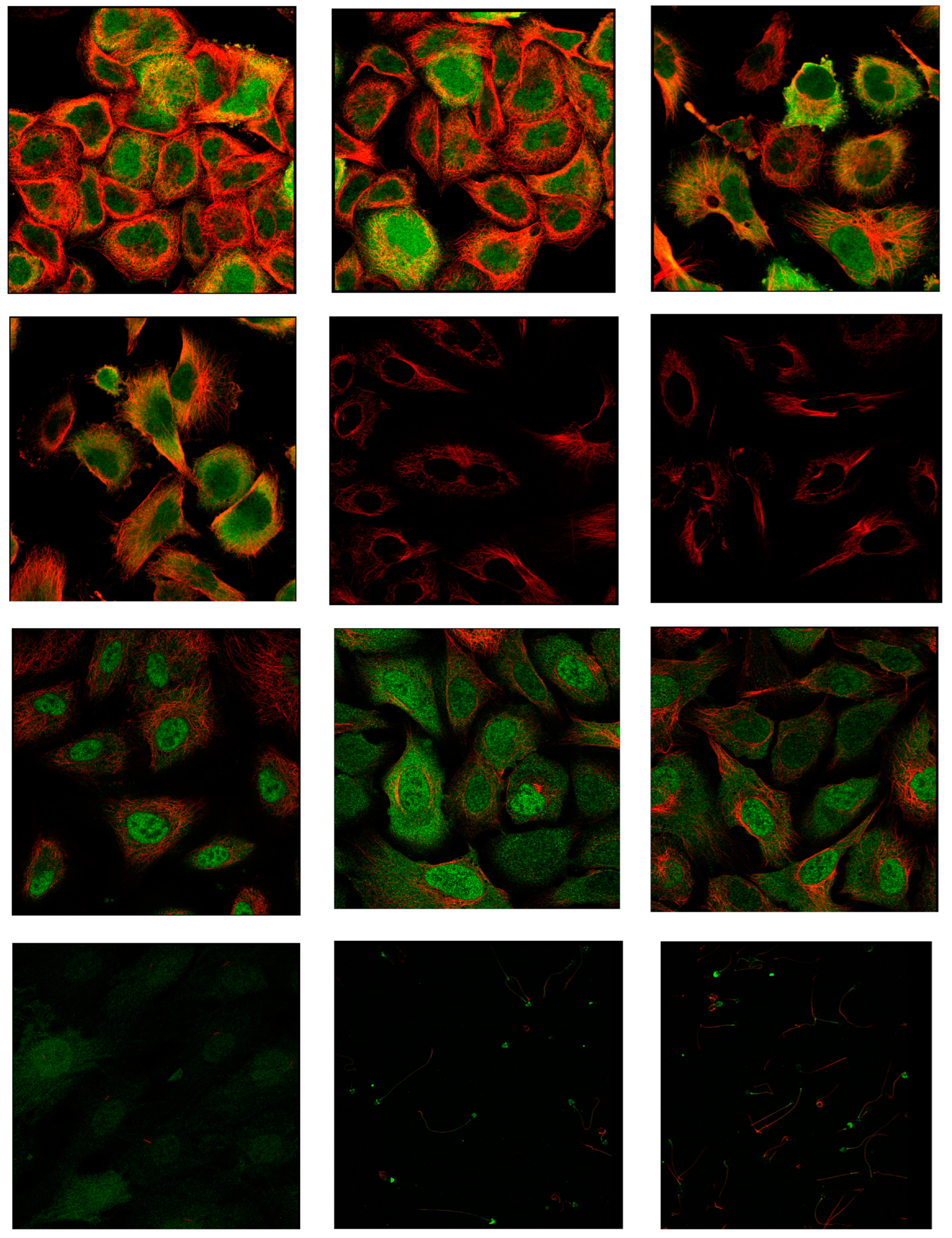 Preprints 156843 g005