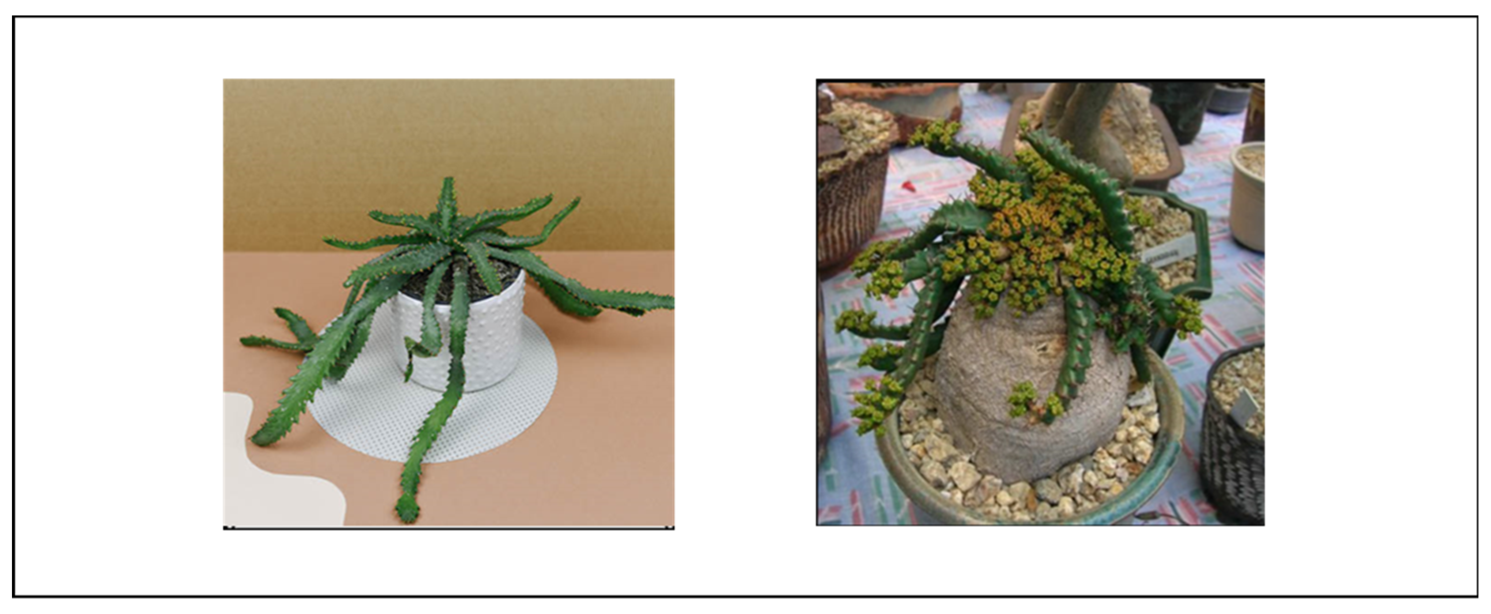 Preprints 140539 g015