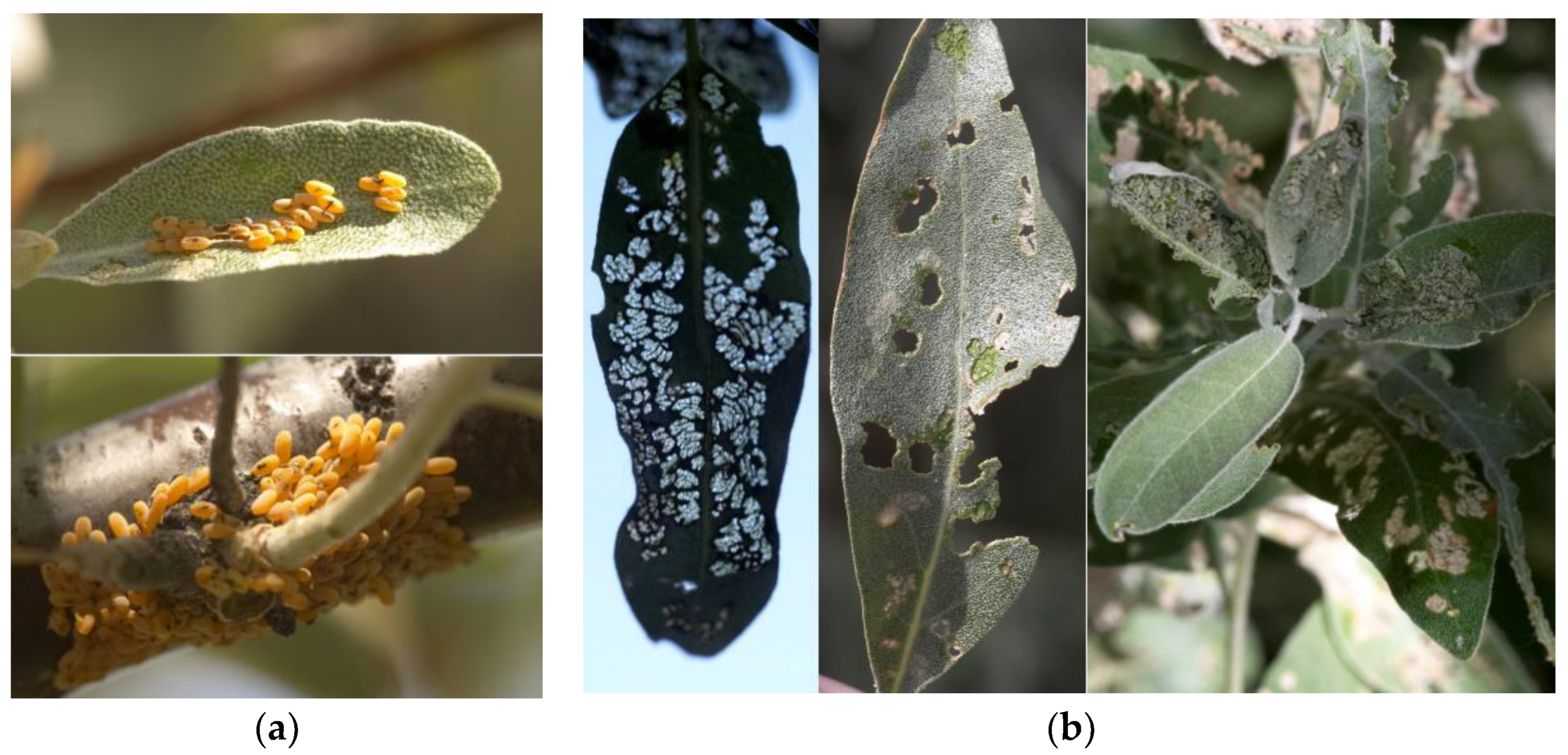 Preprints 150051 g002