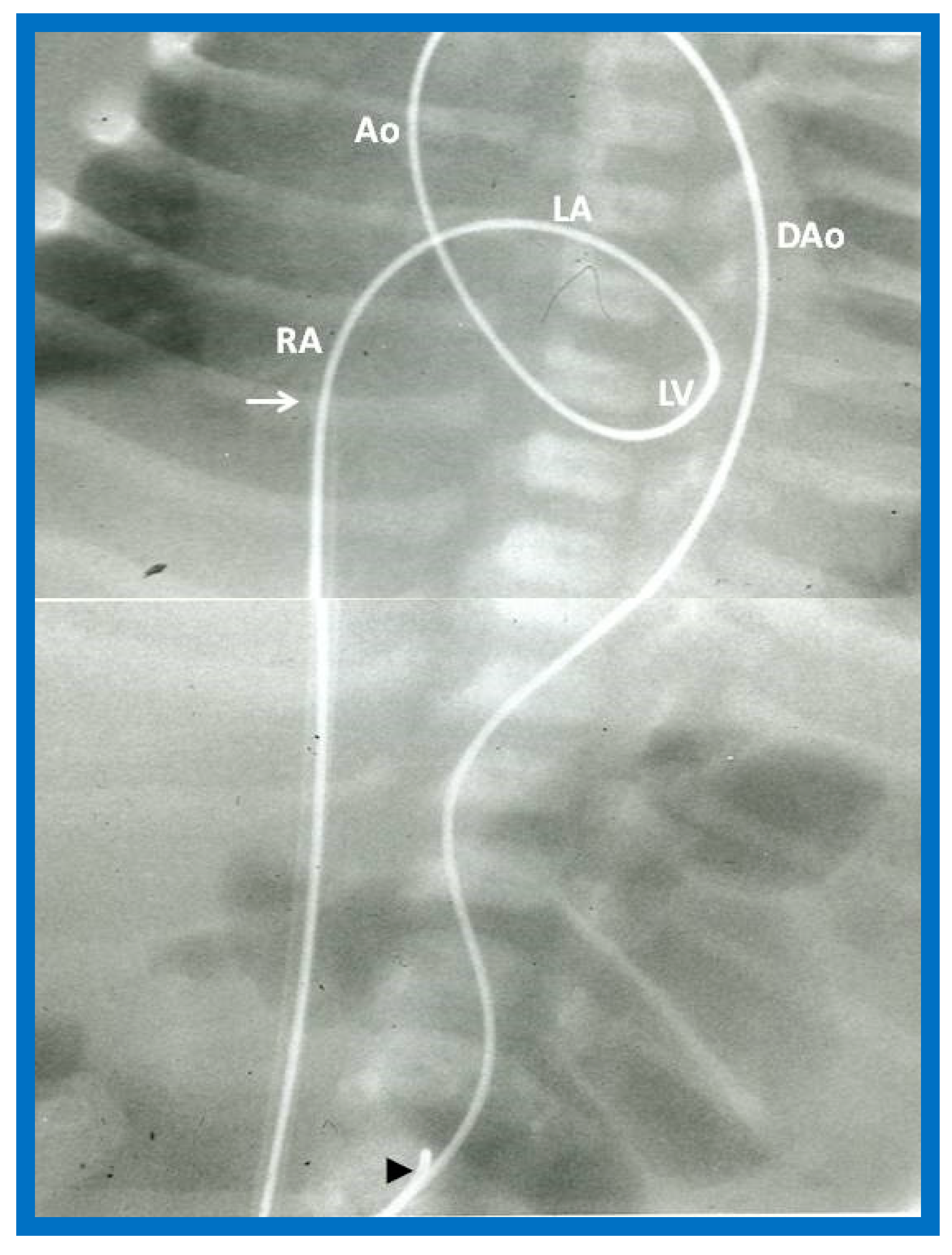 Preprints 72096 g029