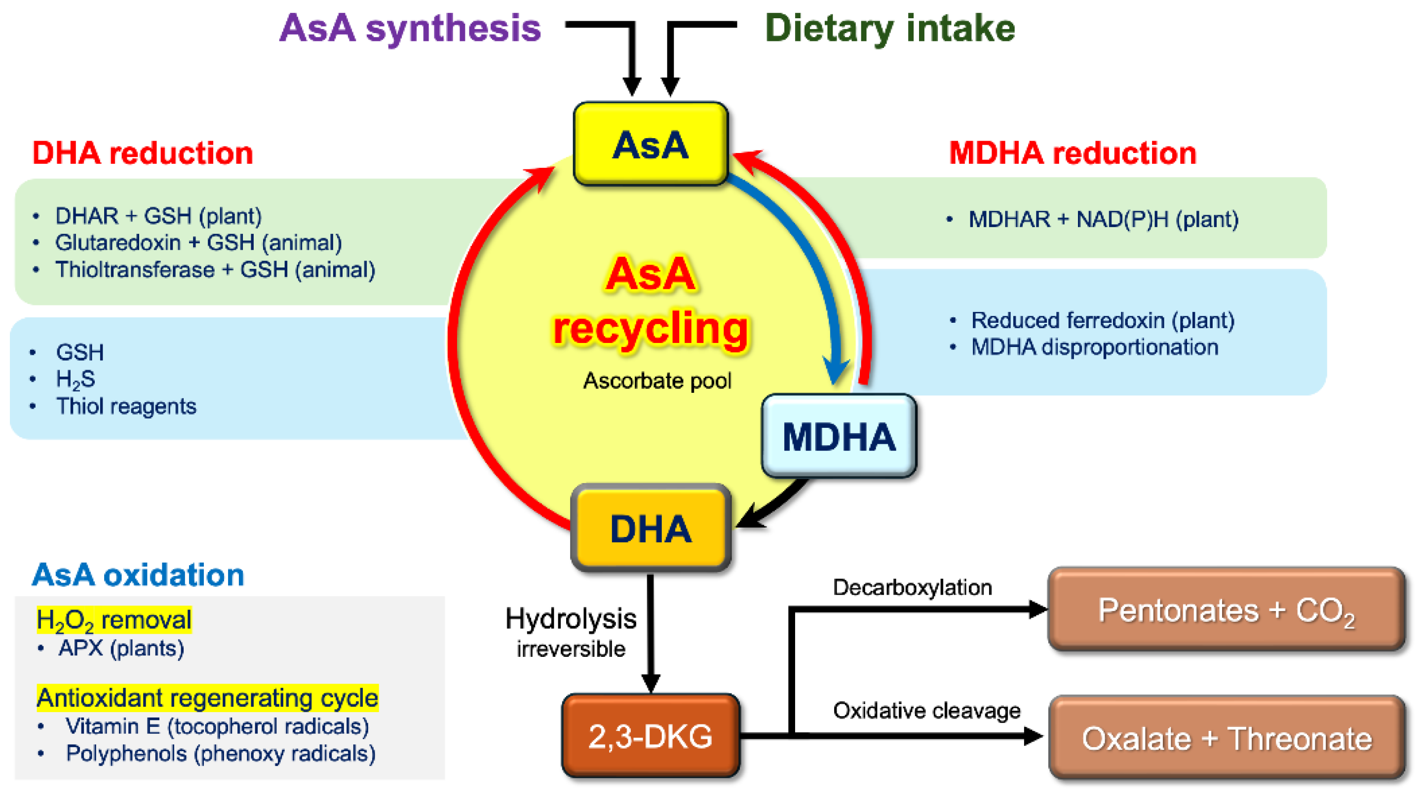 ascorbate and glutathione the heart of the redox hub Recycling as a Molecular Capacitor: A Sulfur-Centered Perspective on Dehydroascorbate Reduction in Biological Systems[v1] Capsules