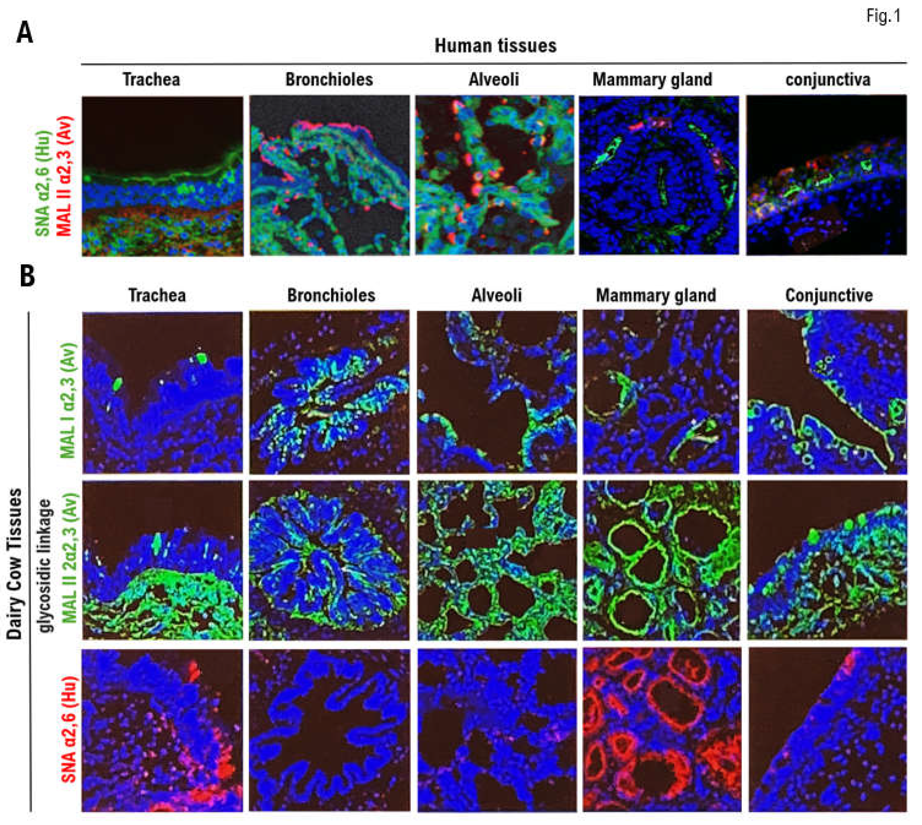 Preprints 153514 g001