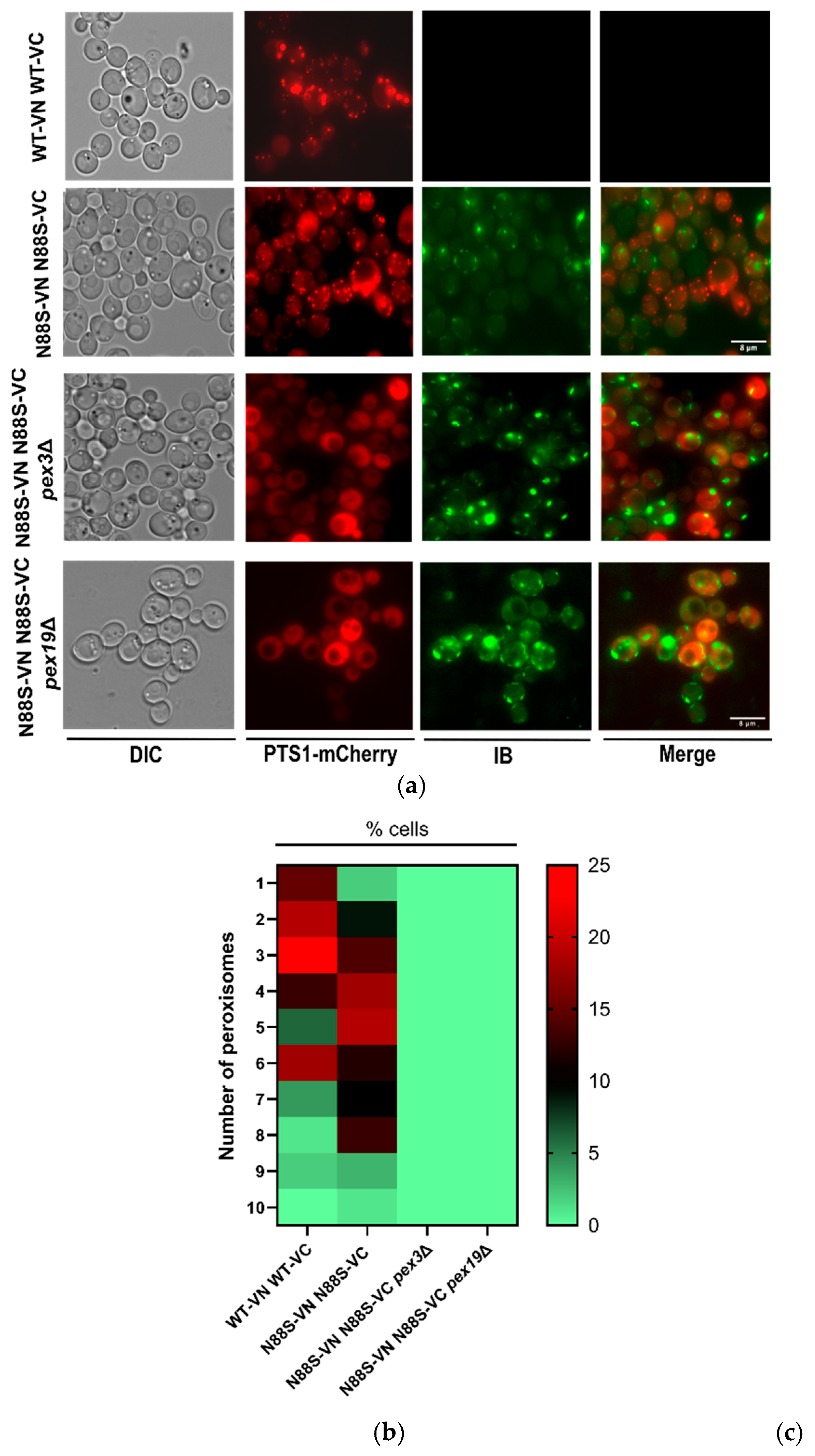 Preprints 196659 g002