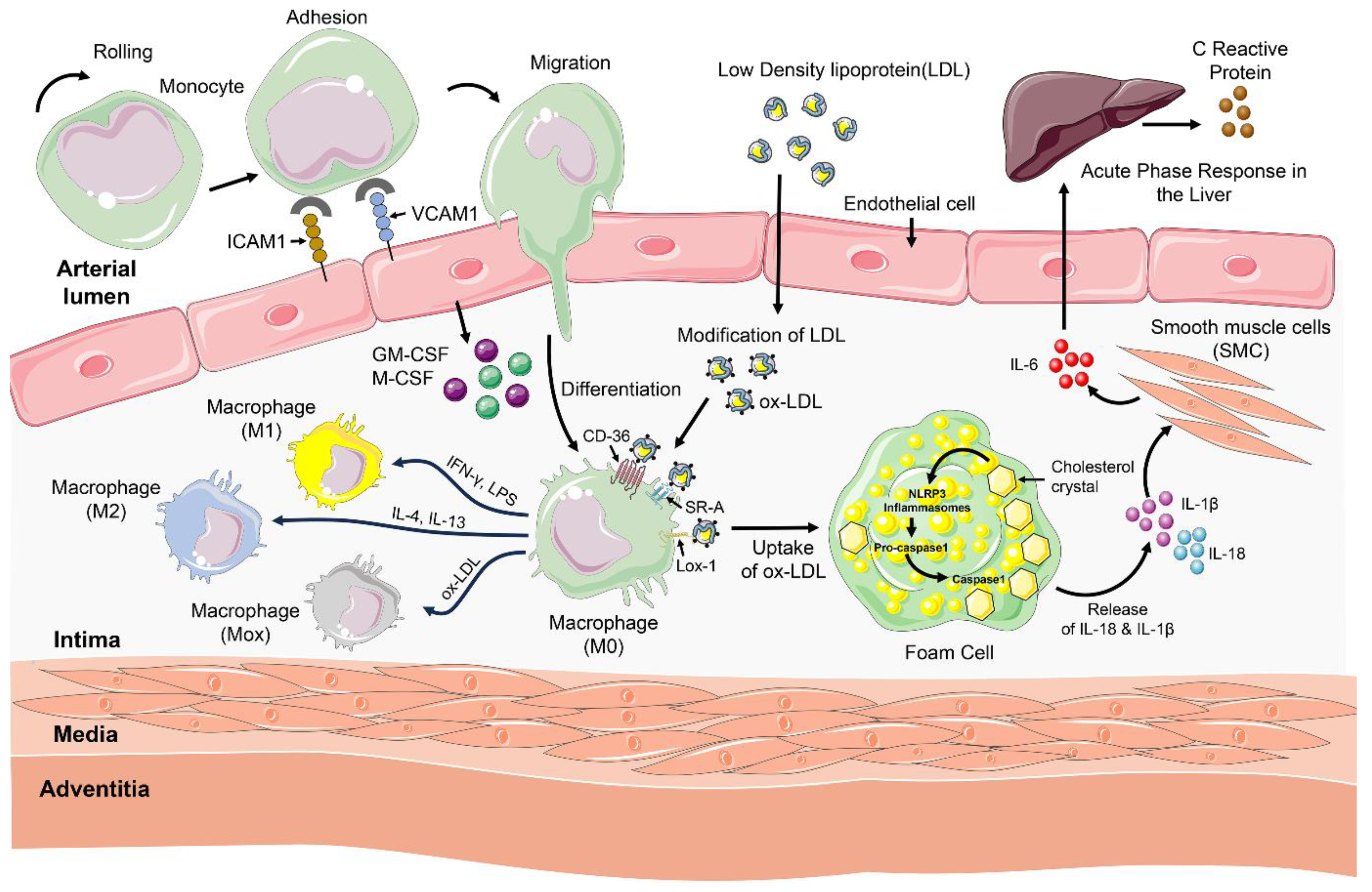 Preprints 193862 g001