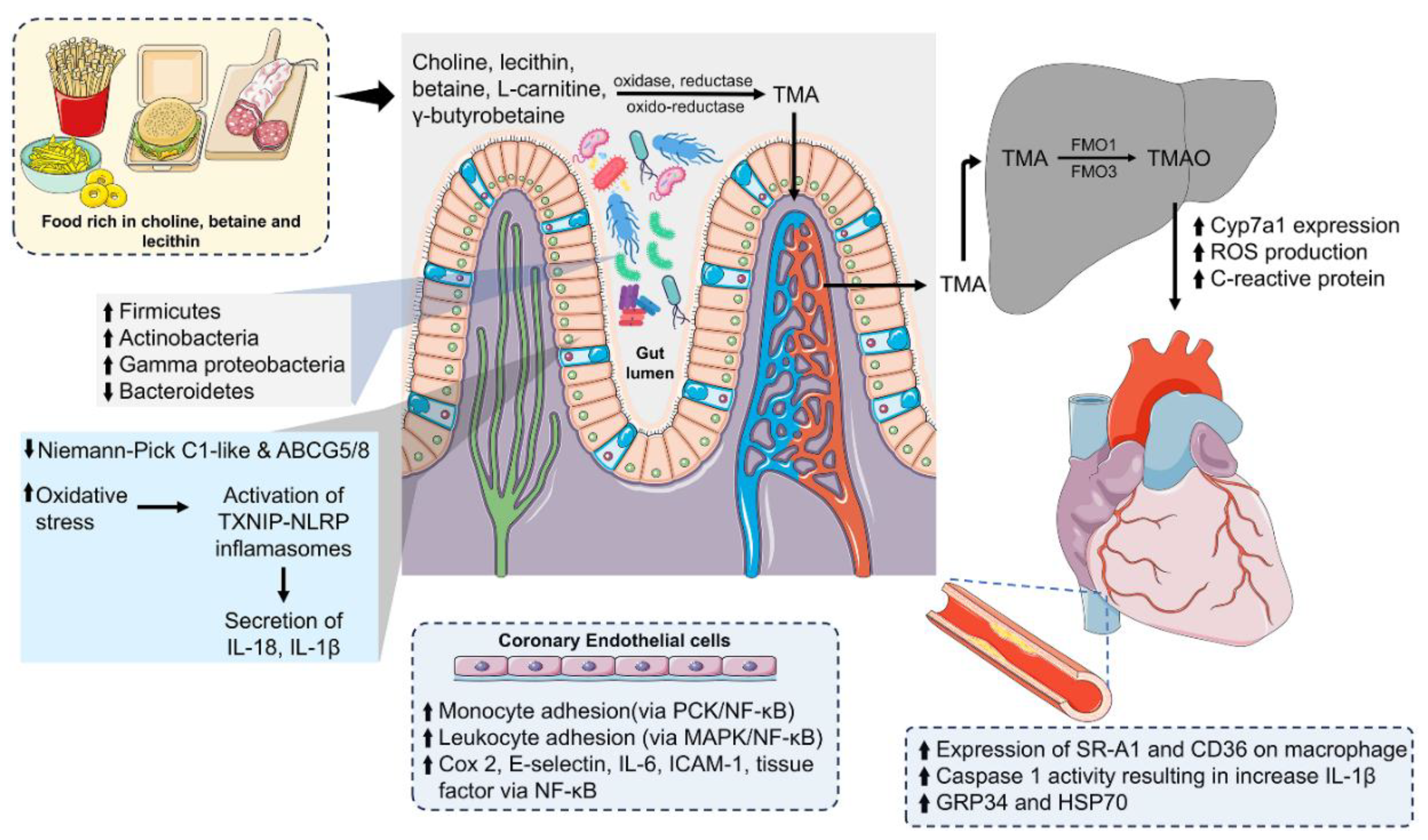 Preprints 193862 g003
