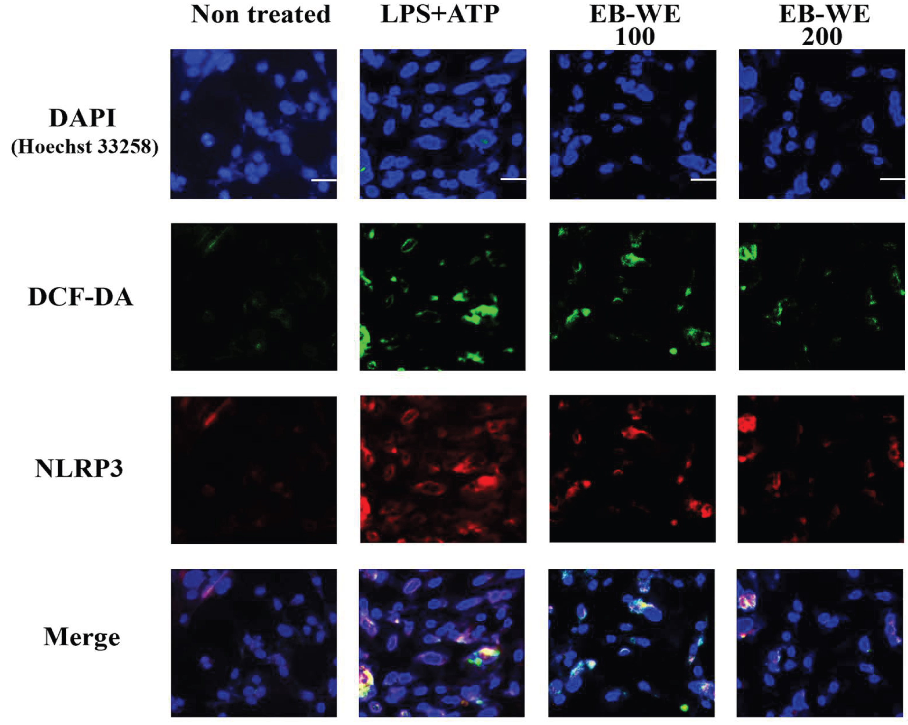 Preprints 197531 g004