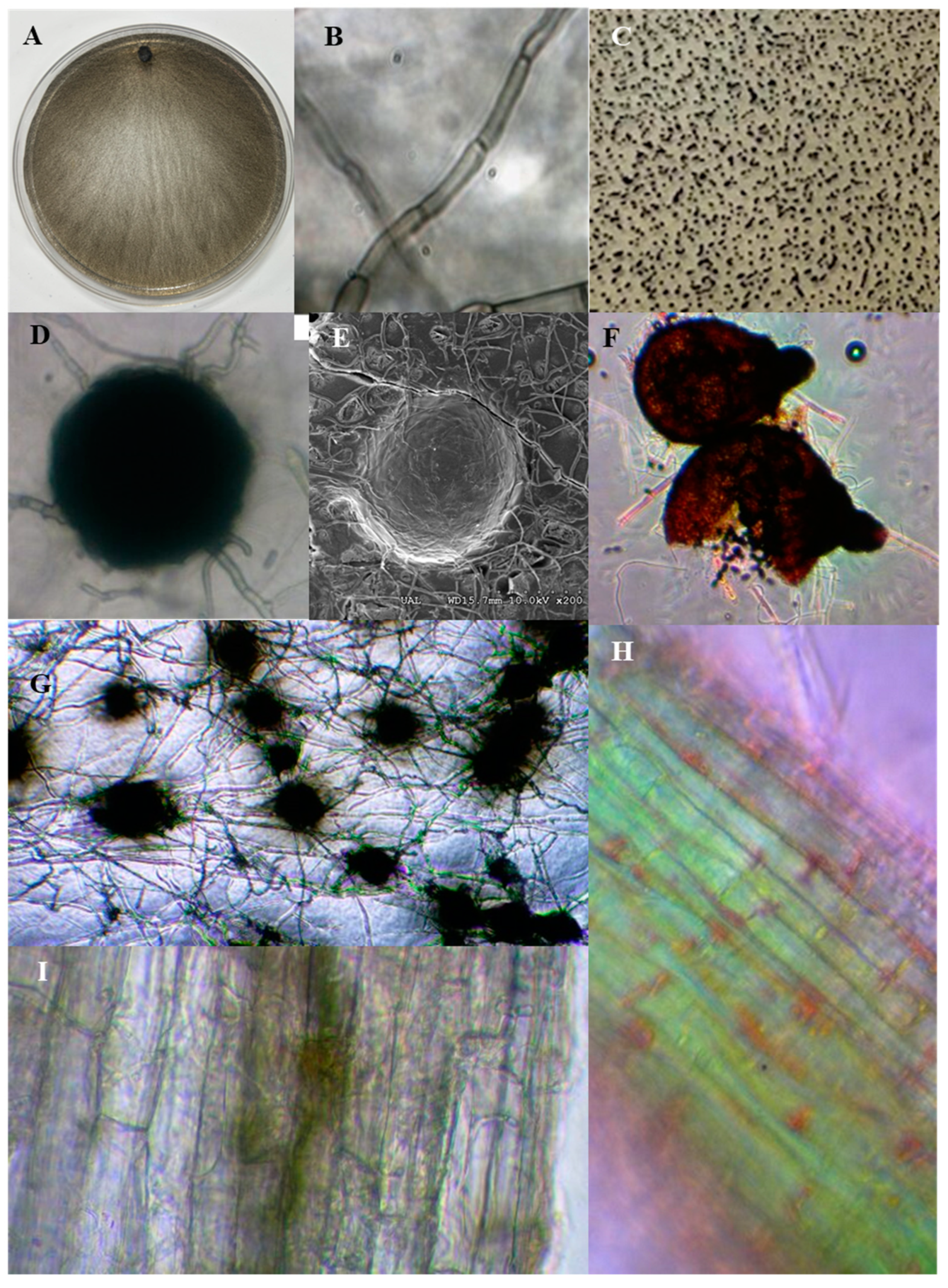 Preprints 100719 g001