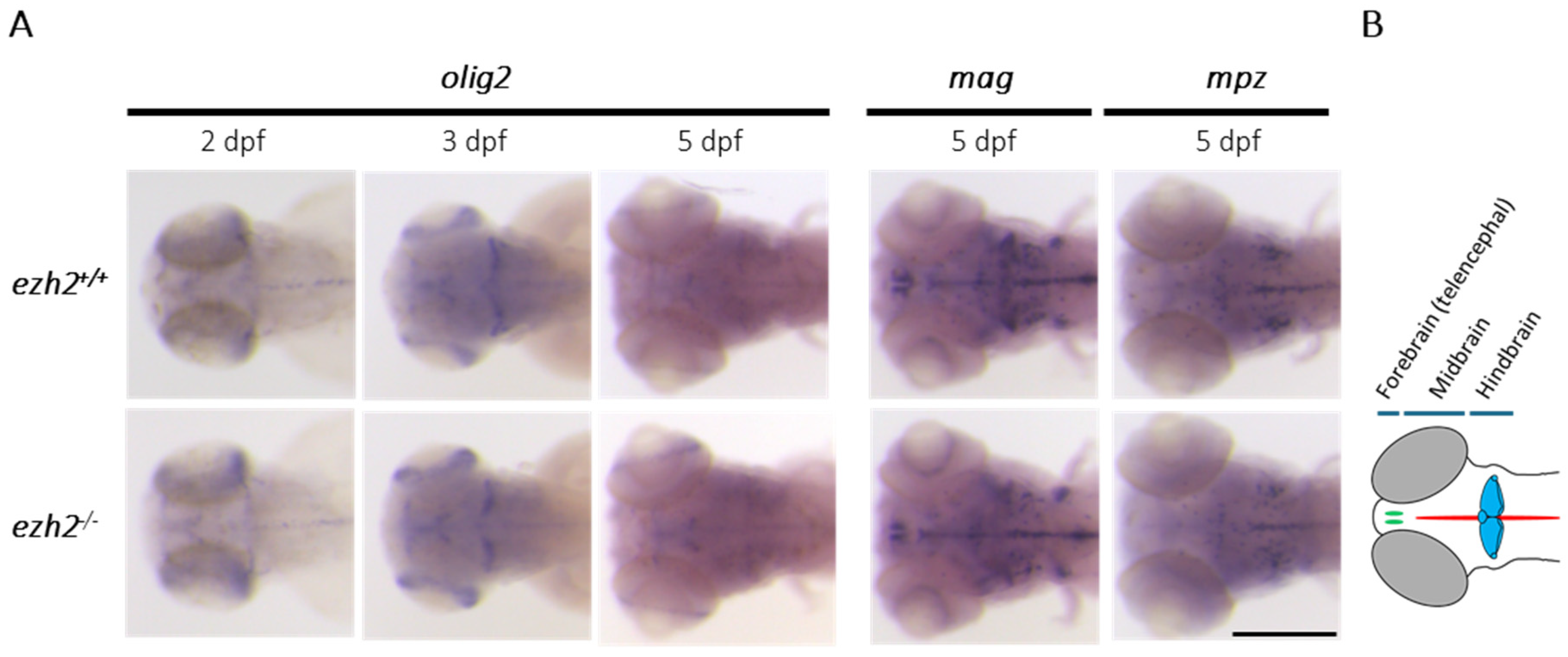 Preprints 178508 g001