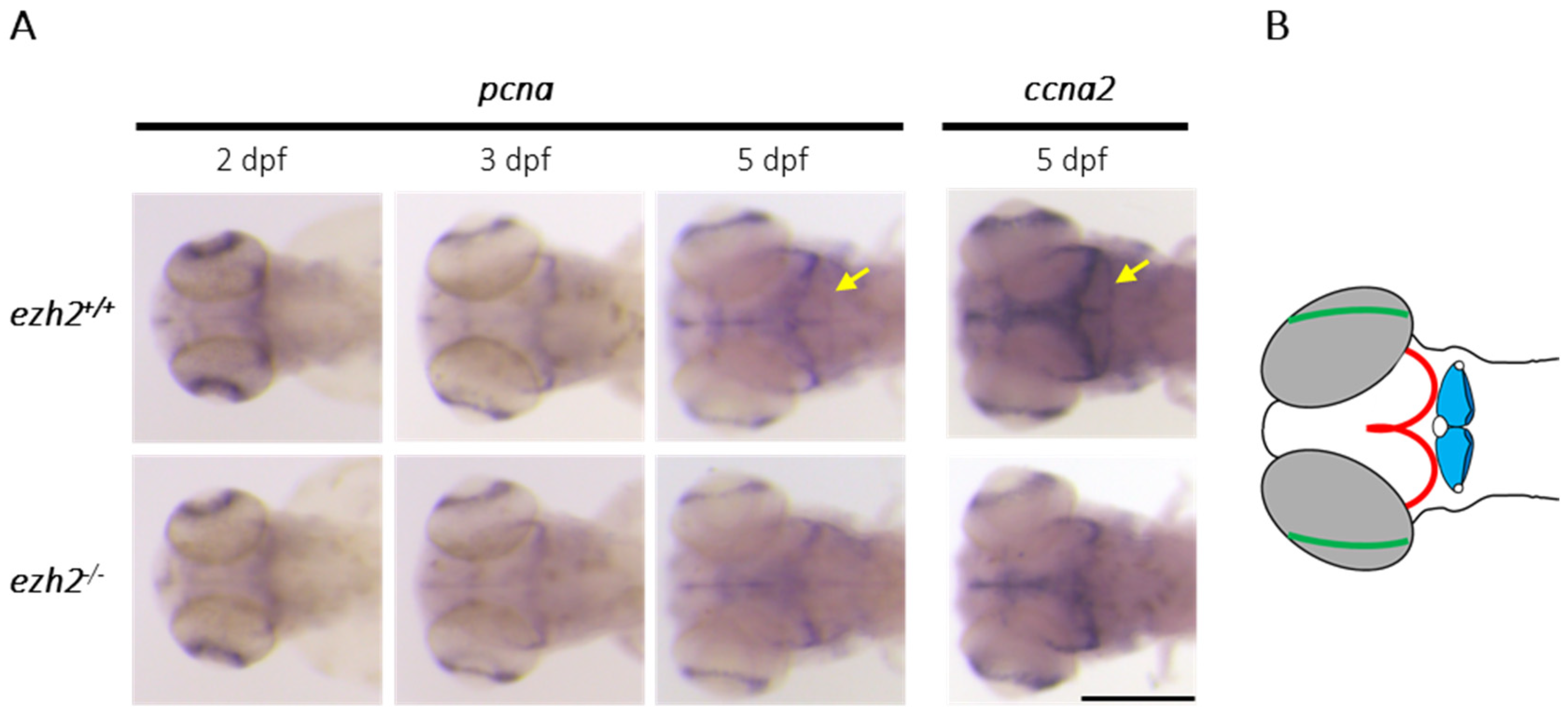 Preprints 178508 g002