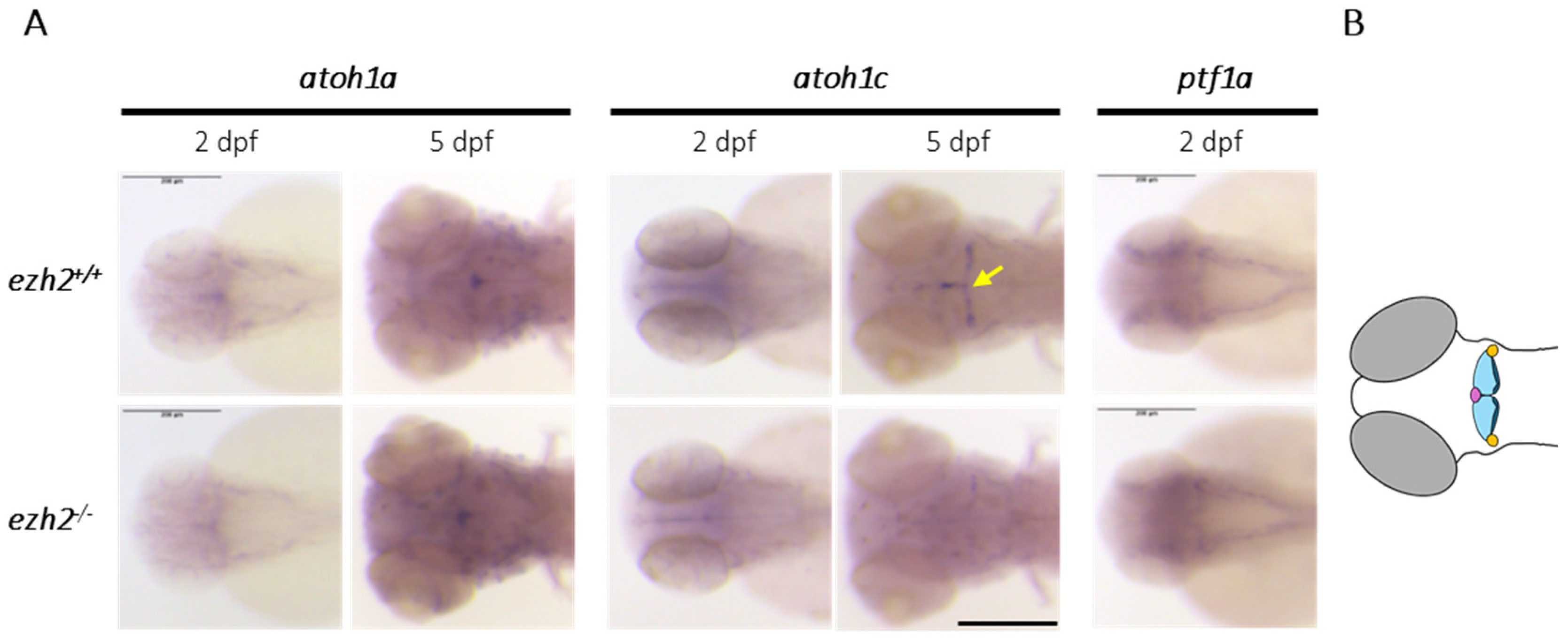 Preprints 178508 g003
