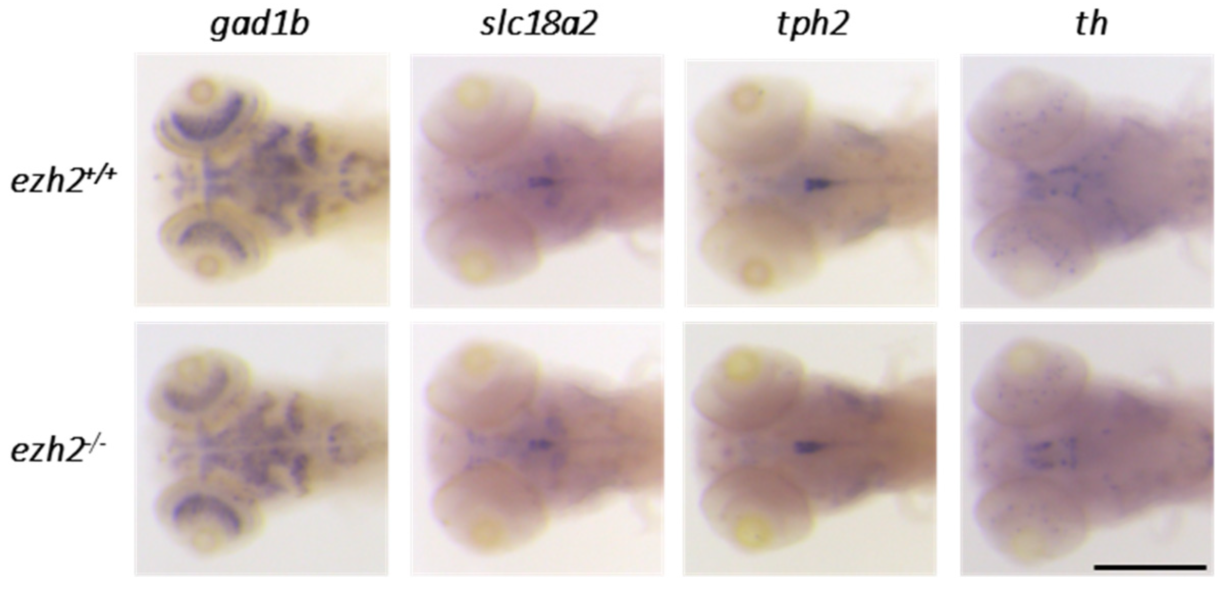 Preprints 178508 g005